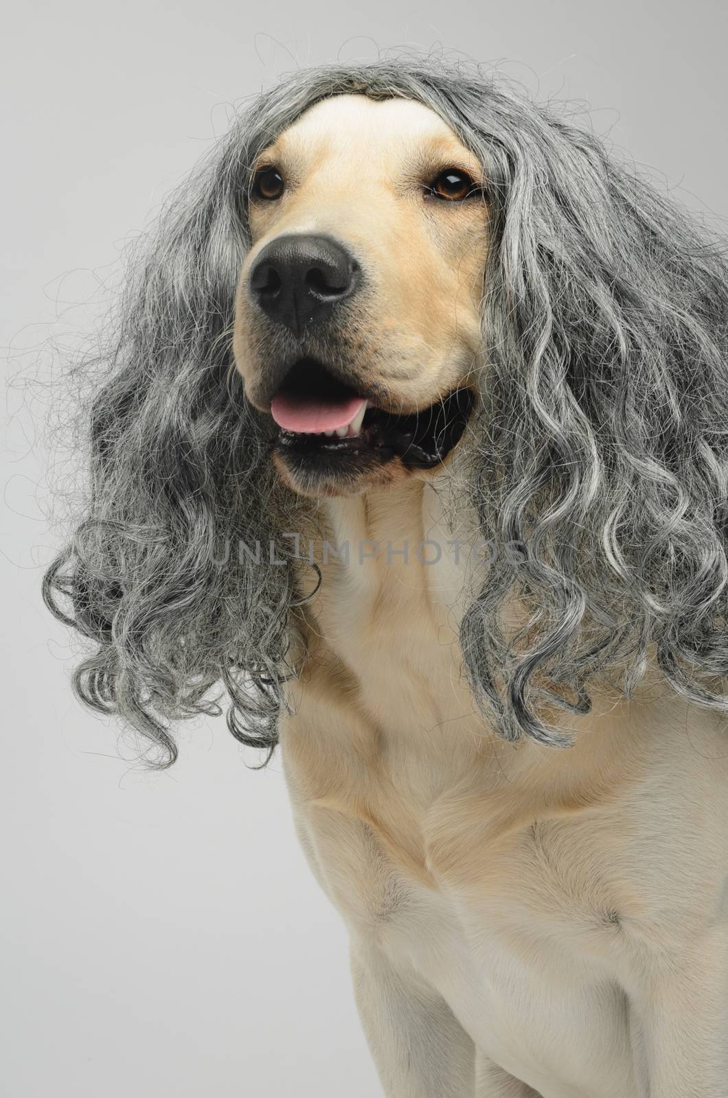 yellow labrador dog with long grey wig in front of white background