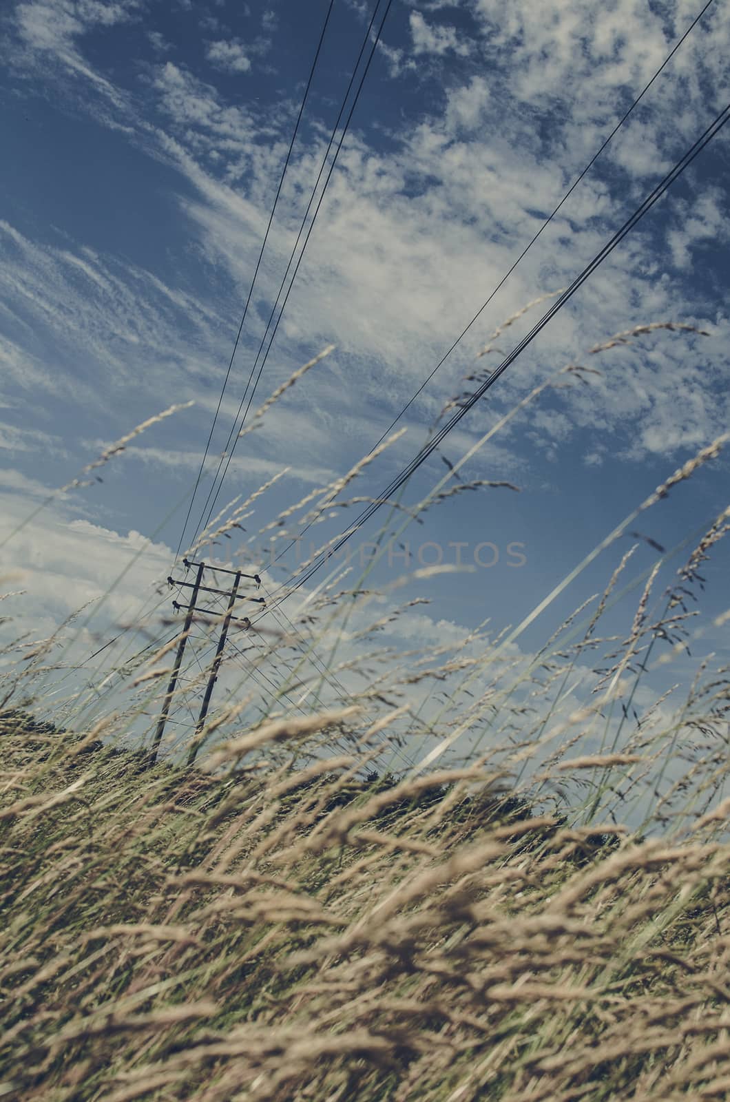 corn field with an electric pole by mirekpesek