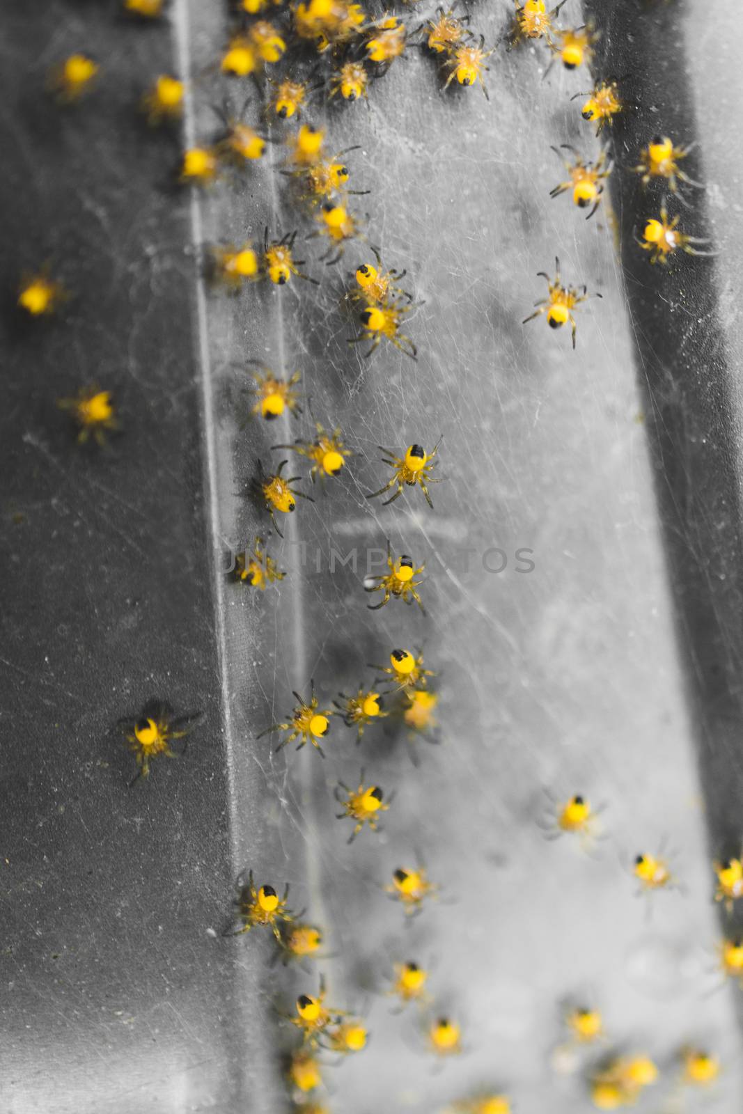 group of yellow spiderlings on a grey background