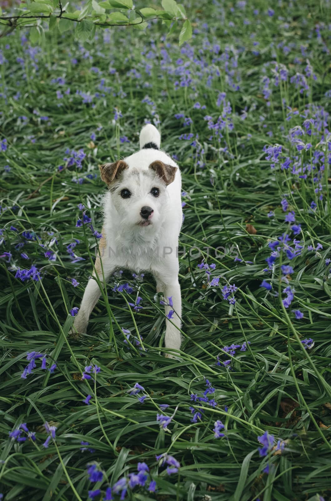 Jack Russell terrier standing in grass and bluebells in English woodland in spring