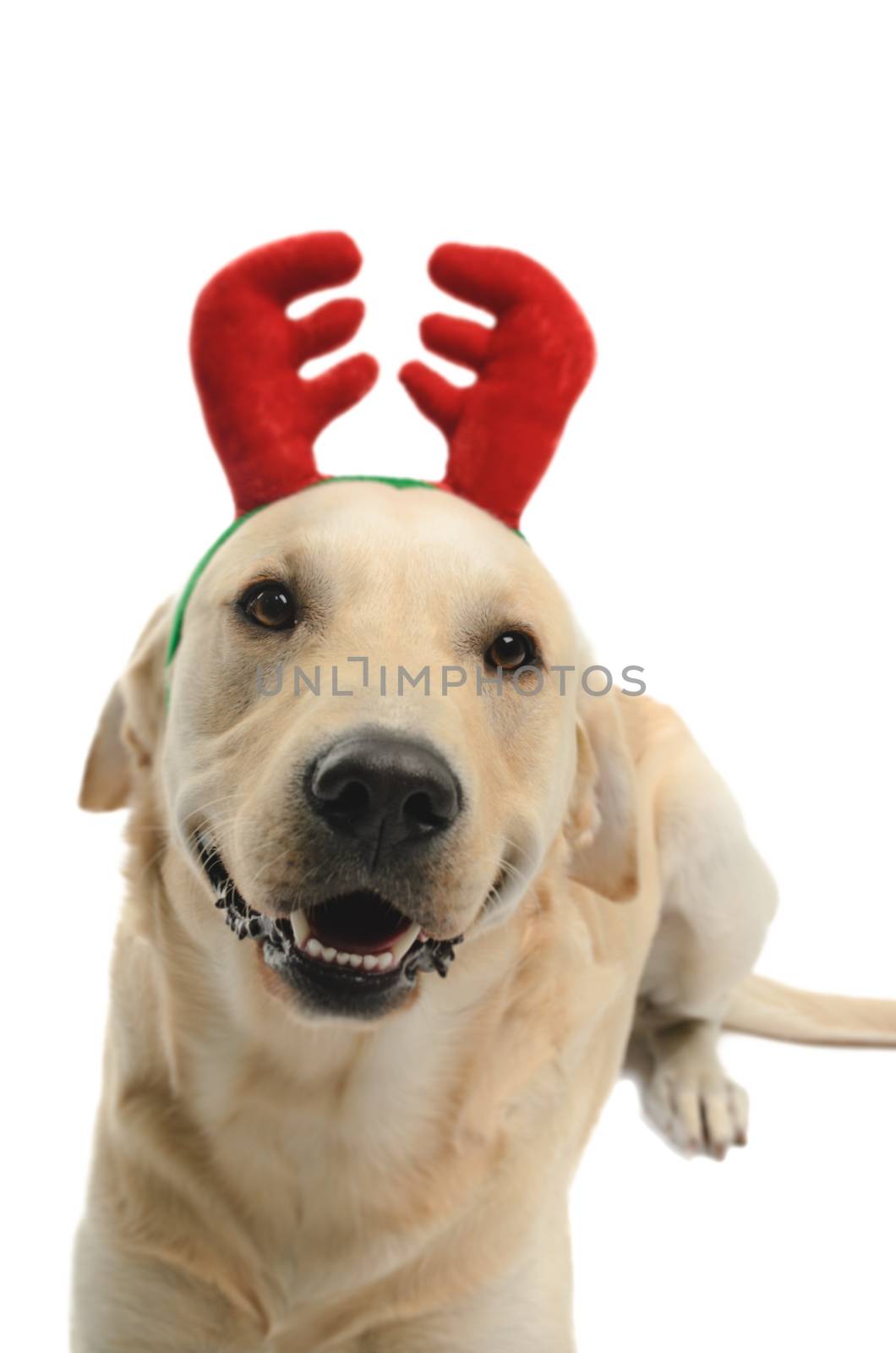 dog with reindeer antlers, costume, studio photoshoot in front of white background