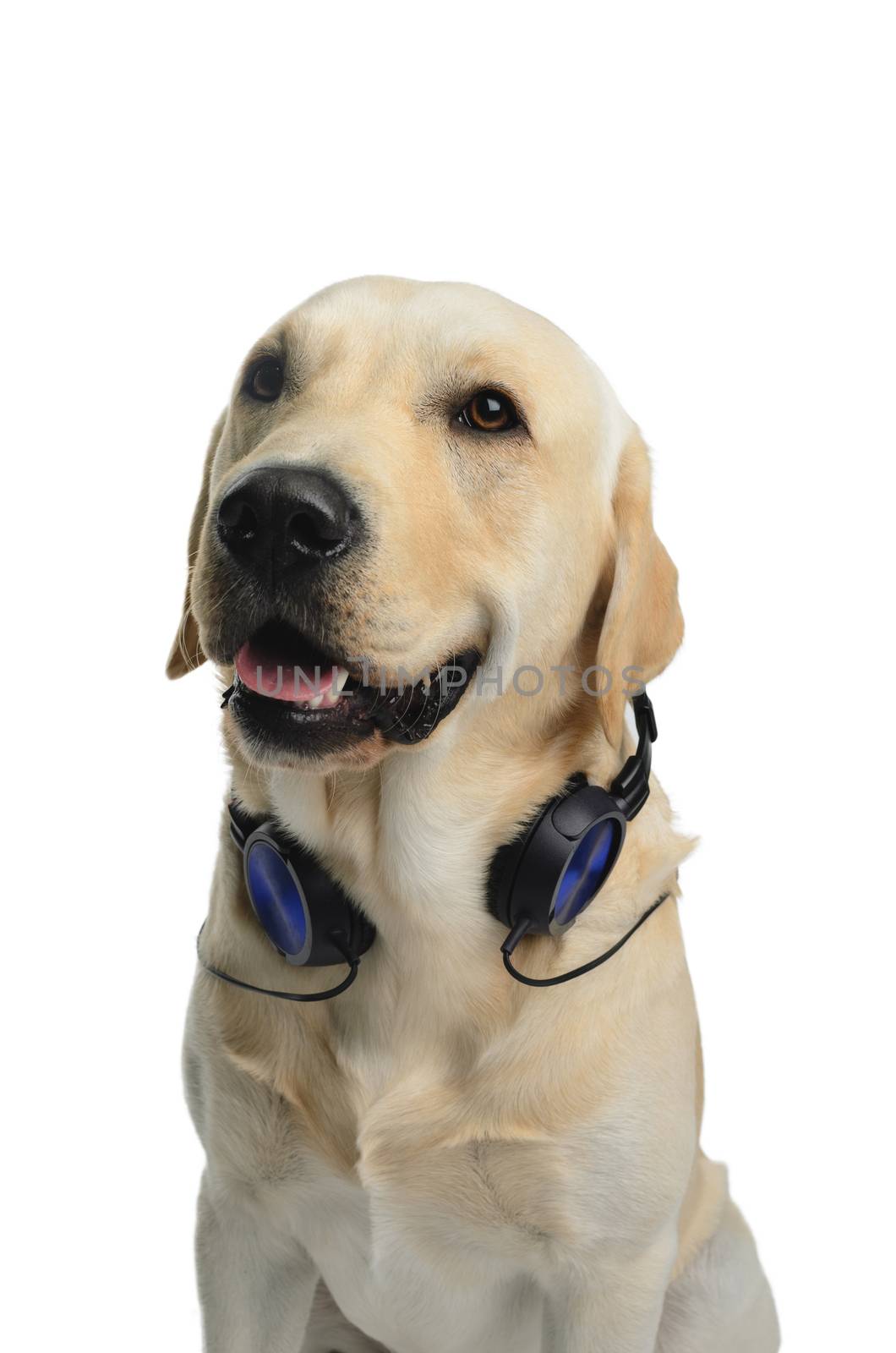 dog with headphones, dj costume, studio photoshoot in front of white background