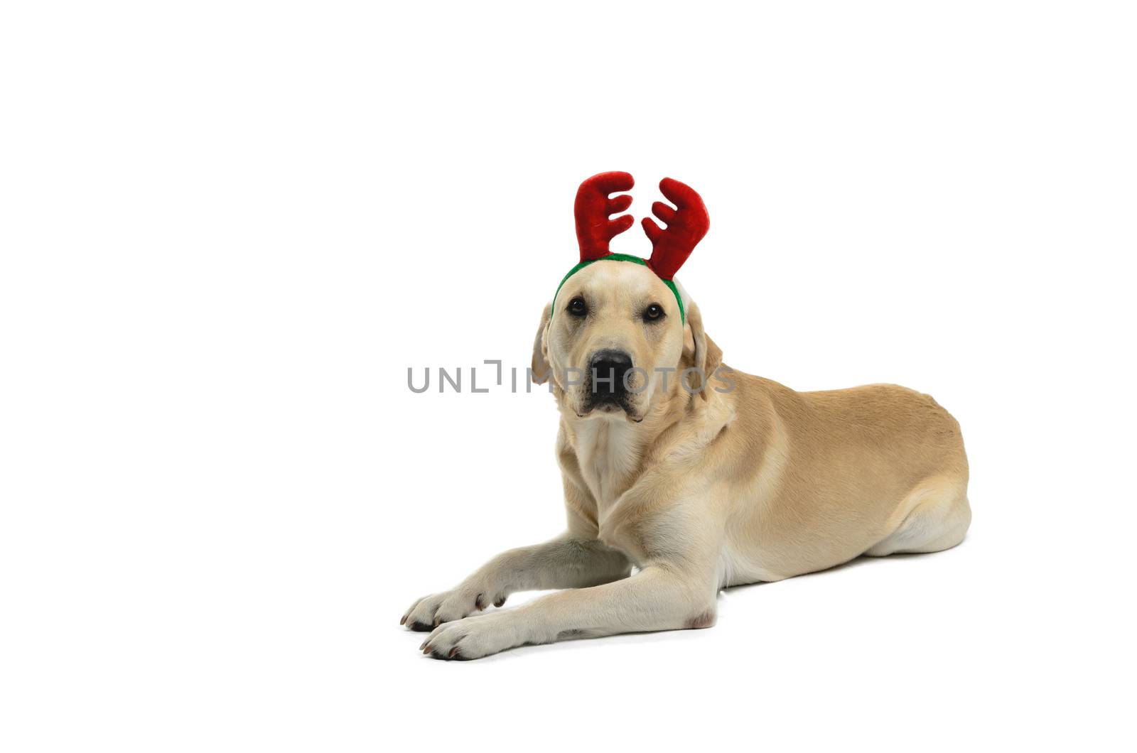 dog with reindeer antlers, costume, studio photoshoot in front of white background
