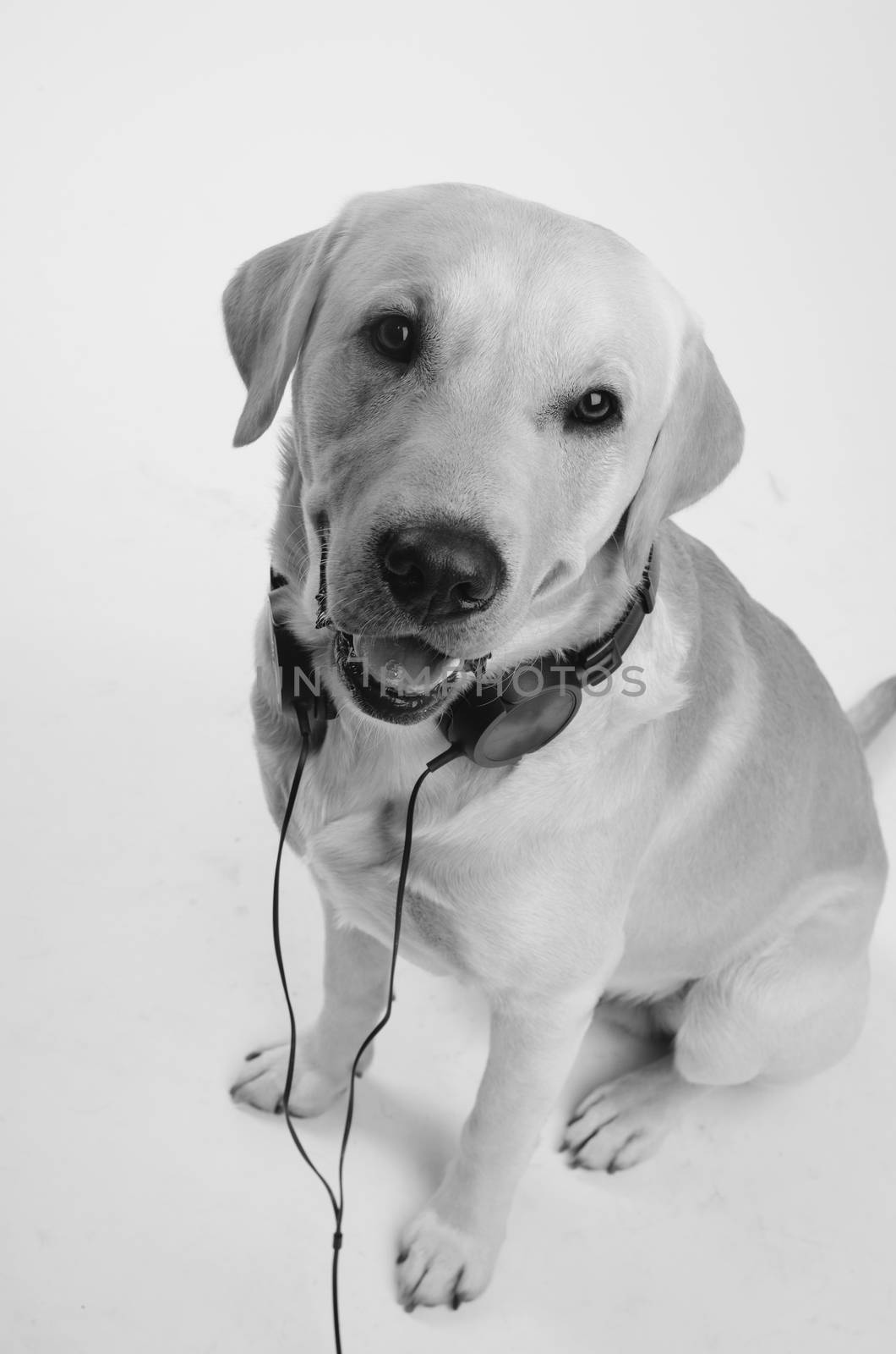 dog with headphones, dj costume, studio photoshoot in front of white background