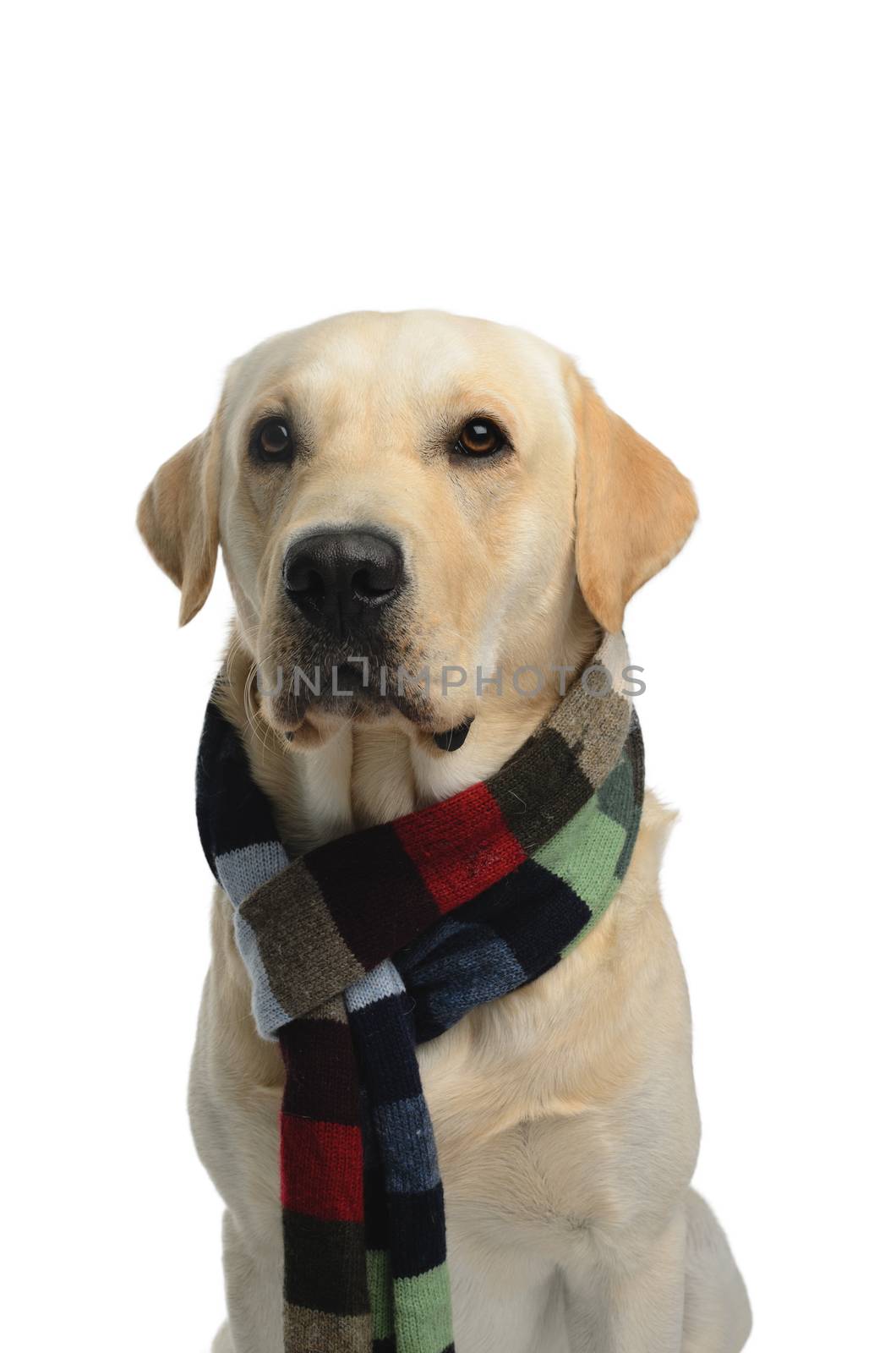 dog with scarf, costume, studio photoshoot in front of white background