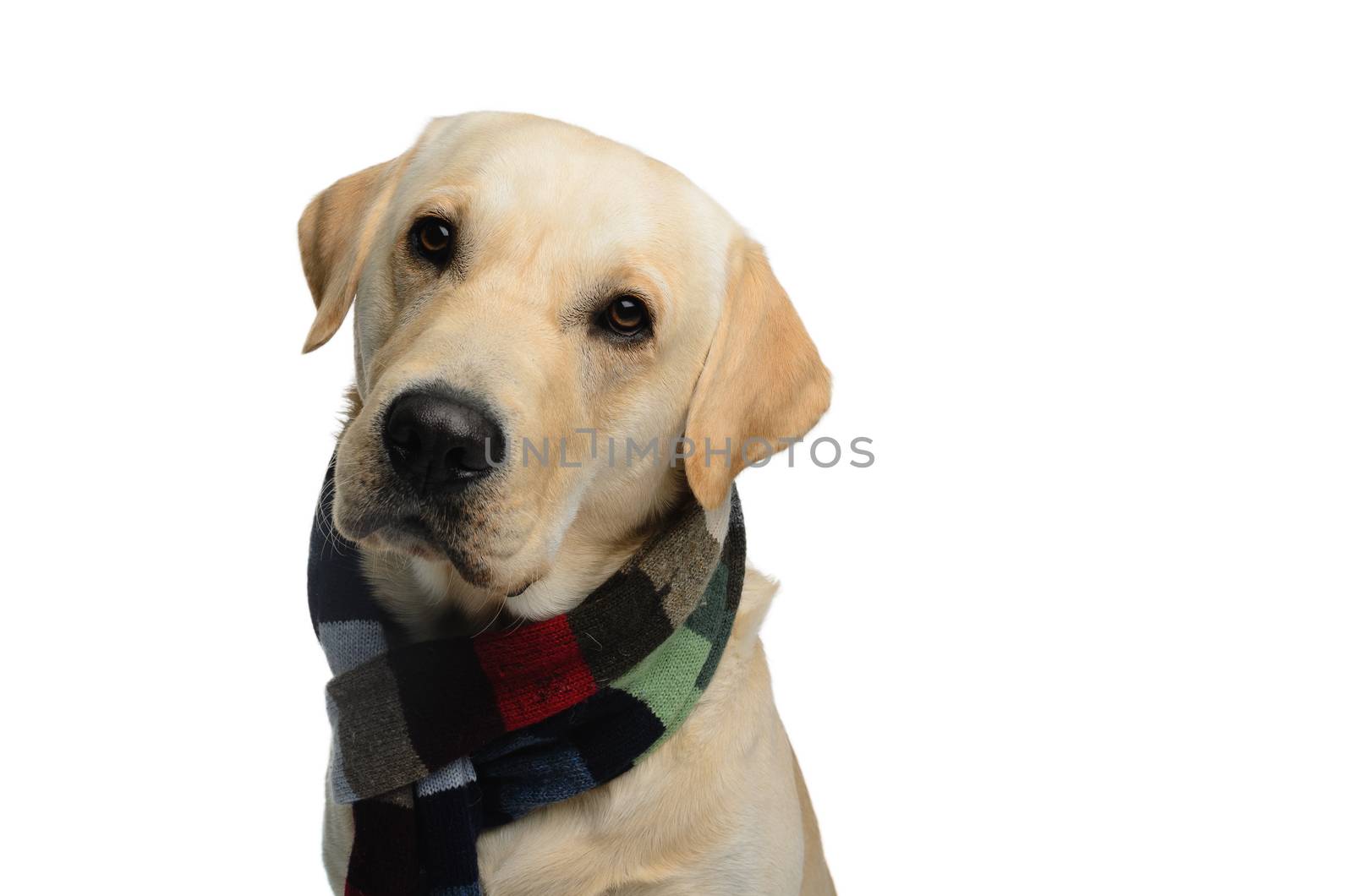 dog with scarf, costume, studio photoshoot in front of white background