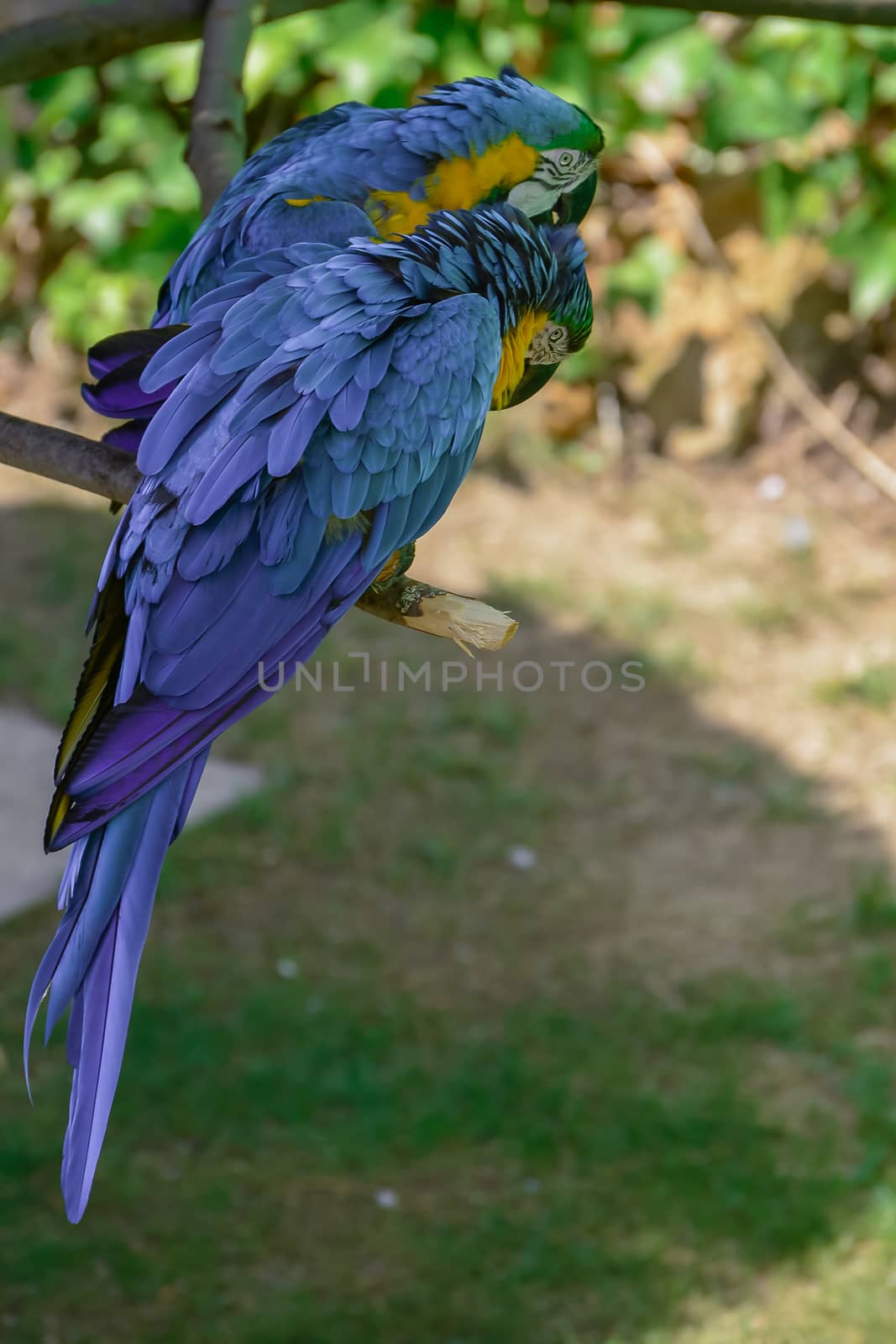 Blue-and-yellow macaw, Ara ararauna, Macaw parrot sitting on a branch