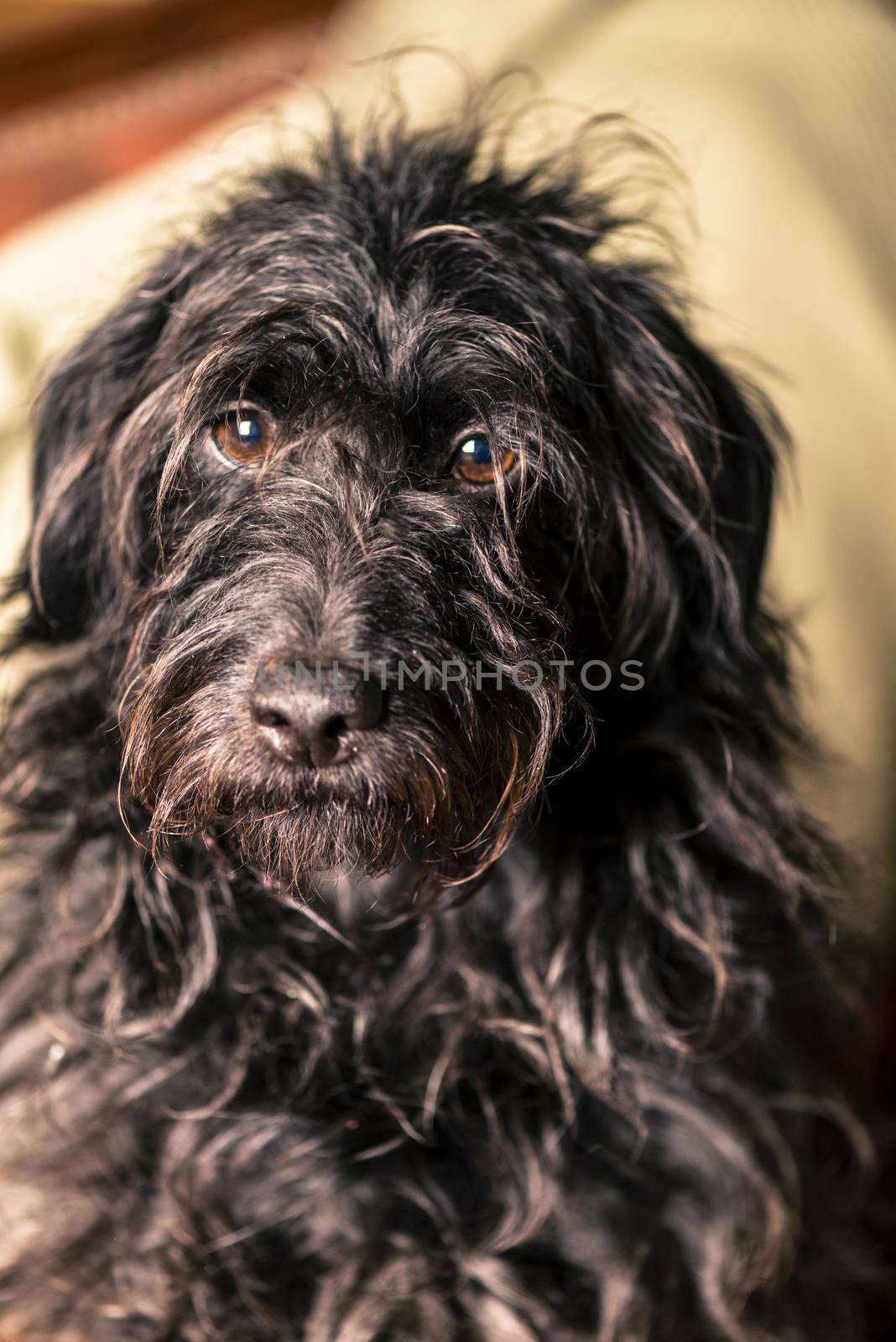 Spanish dog portrait.