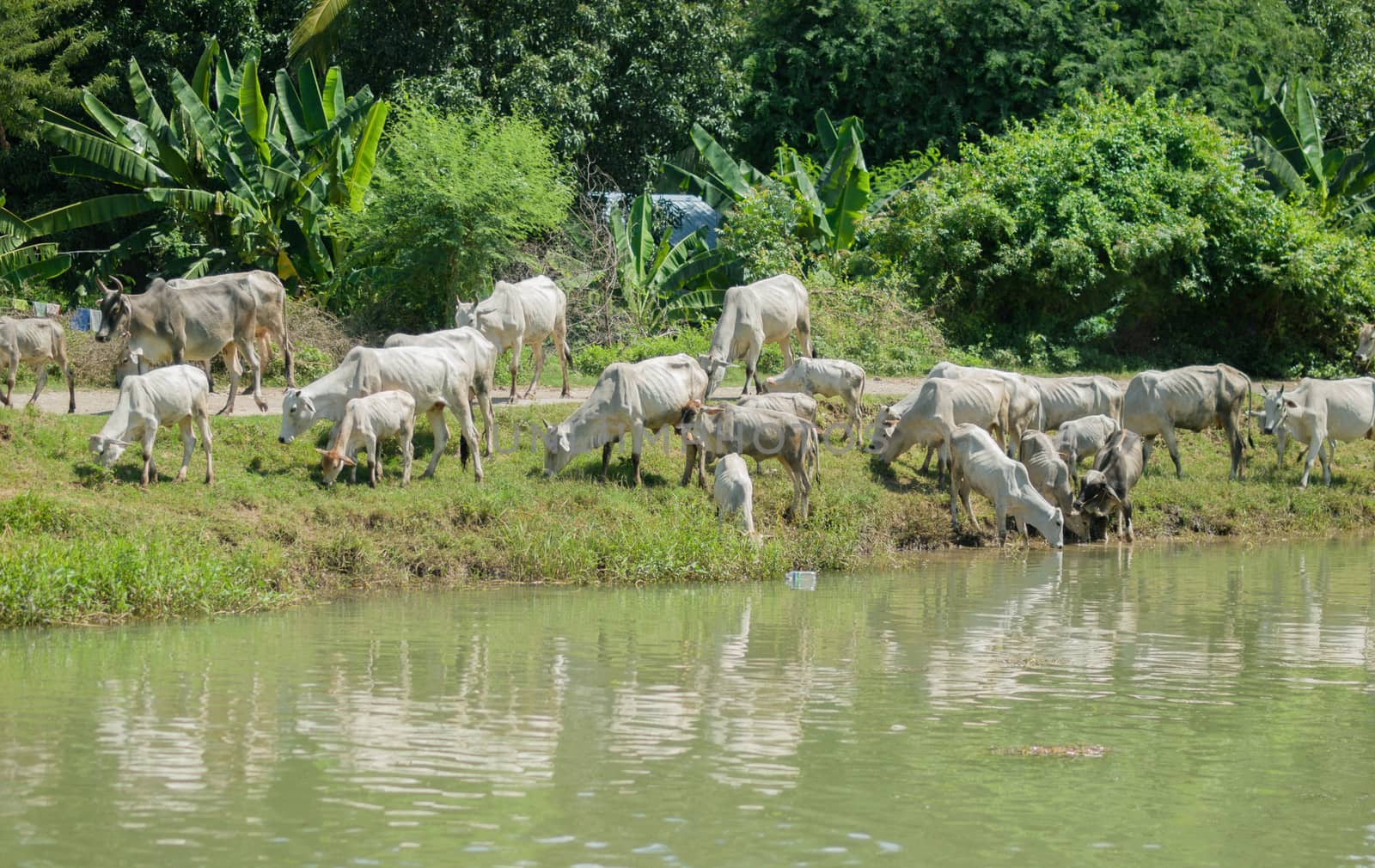 COLOR PHOTO OF COWS AT A RIVERBANK DRINKING WATER