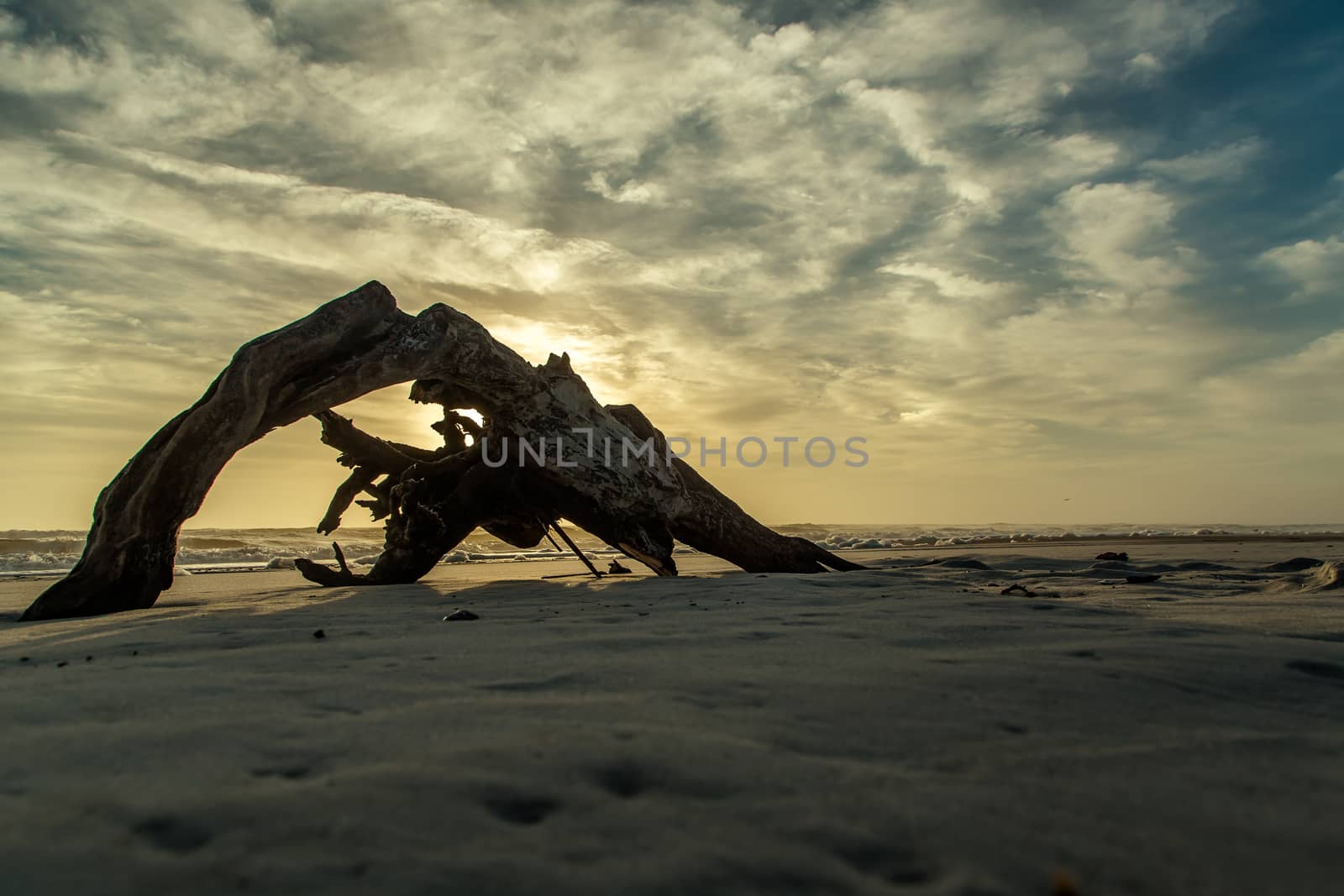 A large section of driftwood blocks the sunrise at Amelia Island, Florida.