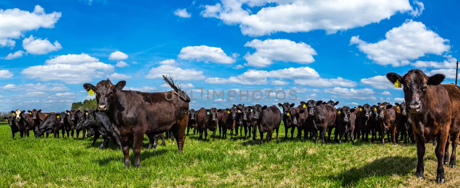 Cattle in a Pasture by adifferentbrian