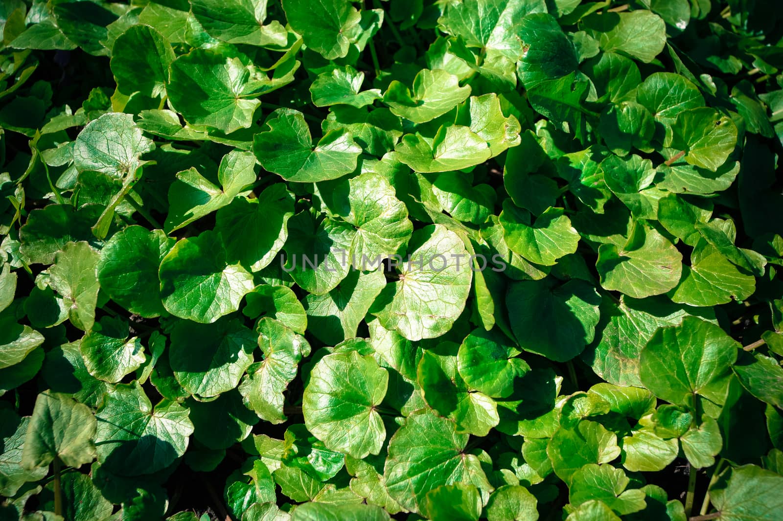 green background with round leaves plants