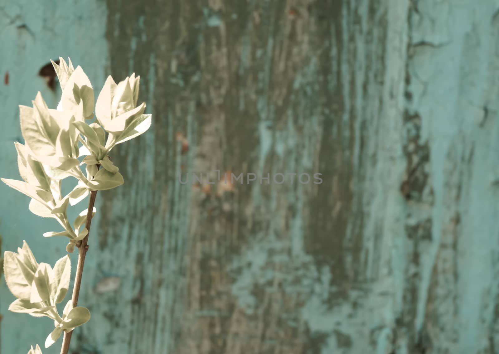 tree branch on a background of old painted wall by Oleczka11