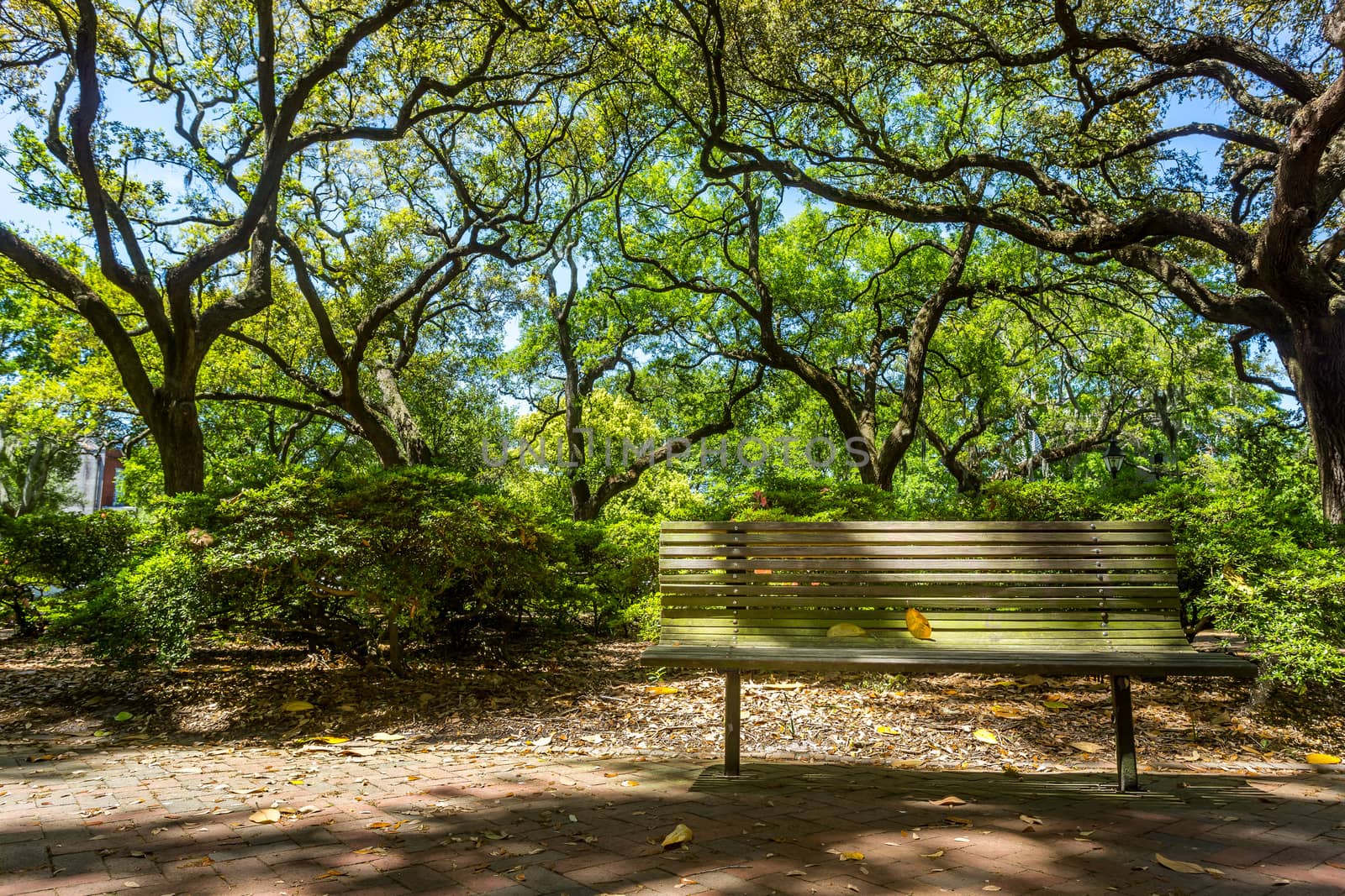 A wood bench under the live oaks in Pulaski Square in the Historic District of Savannah, Georgia.