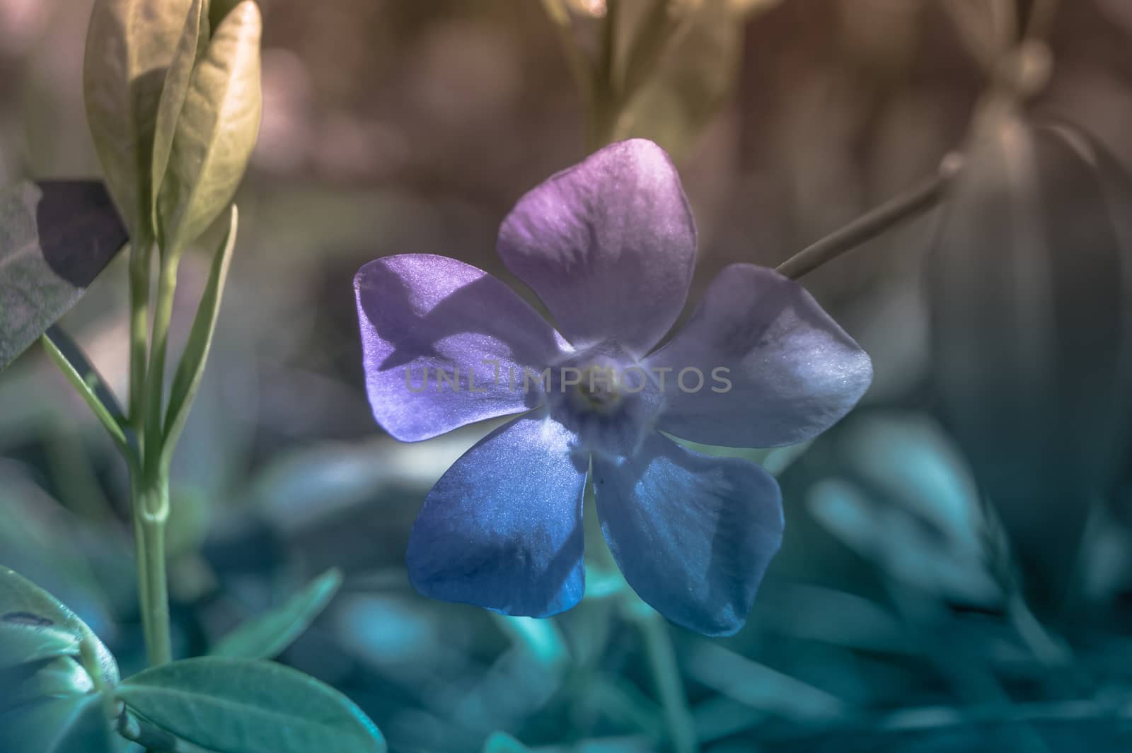 periwinkle flower on a colored background by Oleczka11