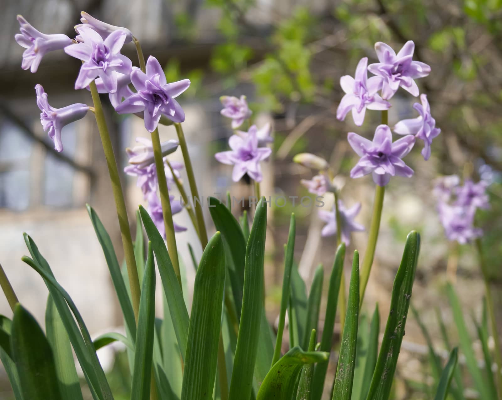 purple hyacinths in the garden by Oleczka11