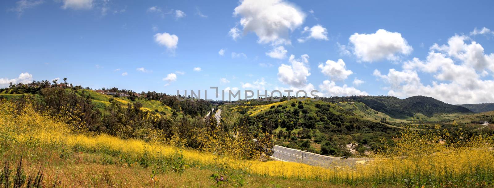 Aliso Viejo Wilderness Park view with yellow wild flowers and green rolling hills from the top hill in Aliso Viejo, California, United States