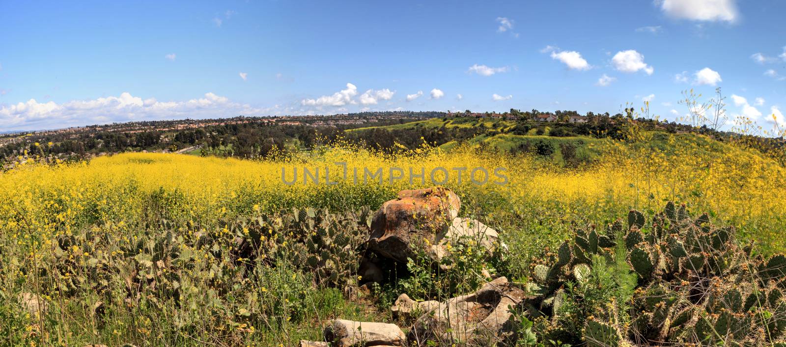 Aliso Viejo Wilderness Park view with yellow wild flowers and green rolling hills from the top hill in Aliso Viejo, California, United States