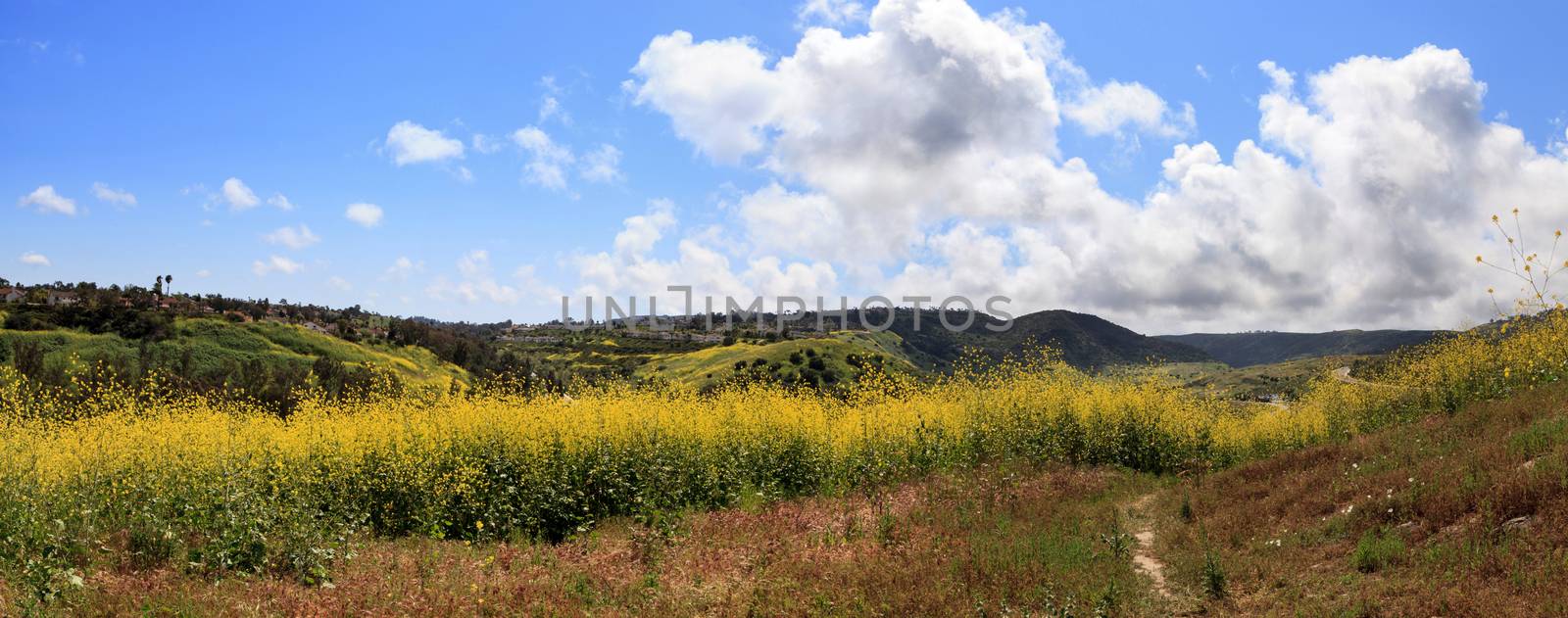 Aliso Viejo Wilderness Park view with yellow wild flowers and green rolling hills from the top hill in Aliso Viejo, California, United States