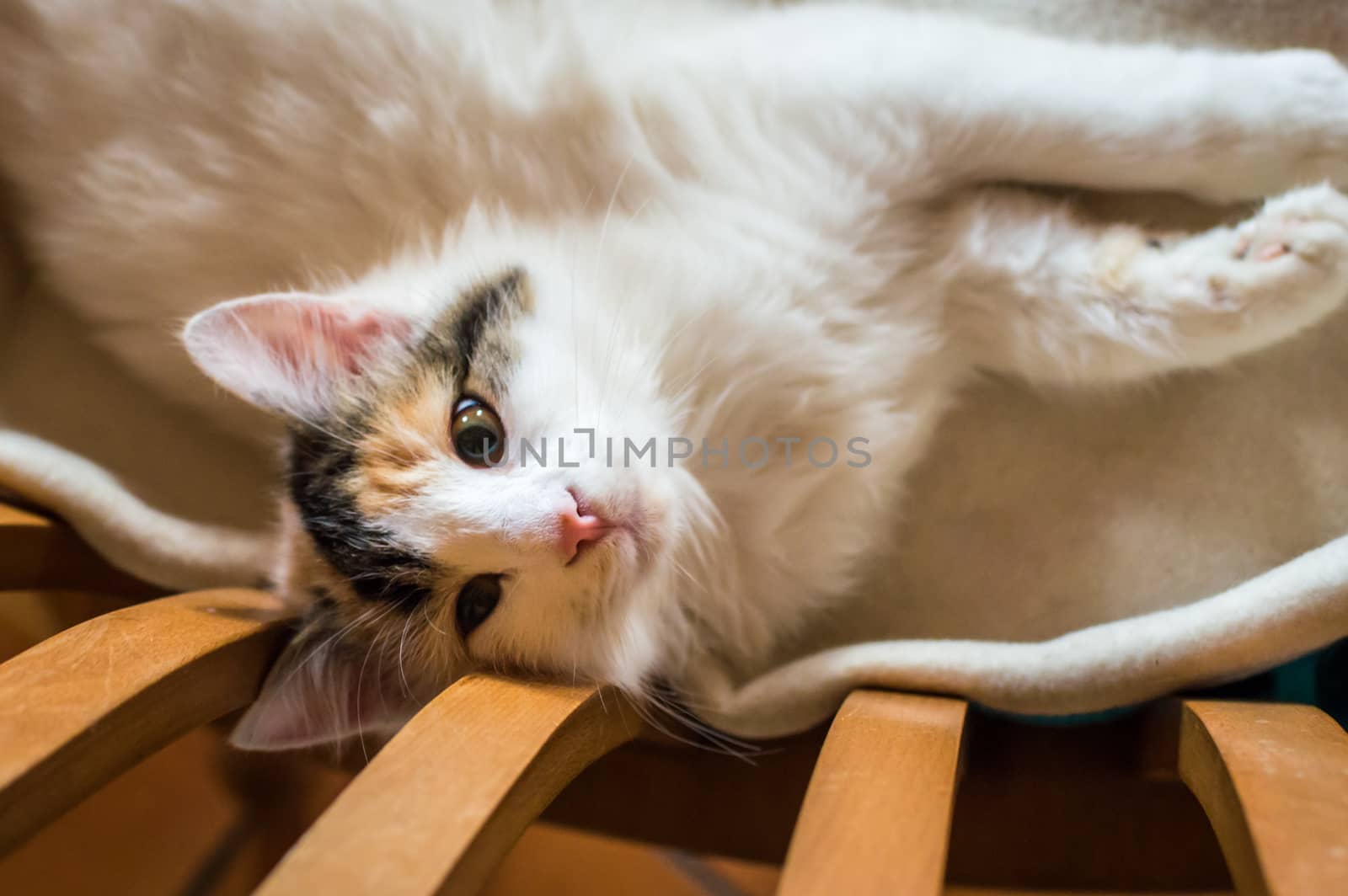 Close up white red cat lying on a wooden chair and looking at the camera