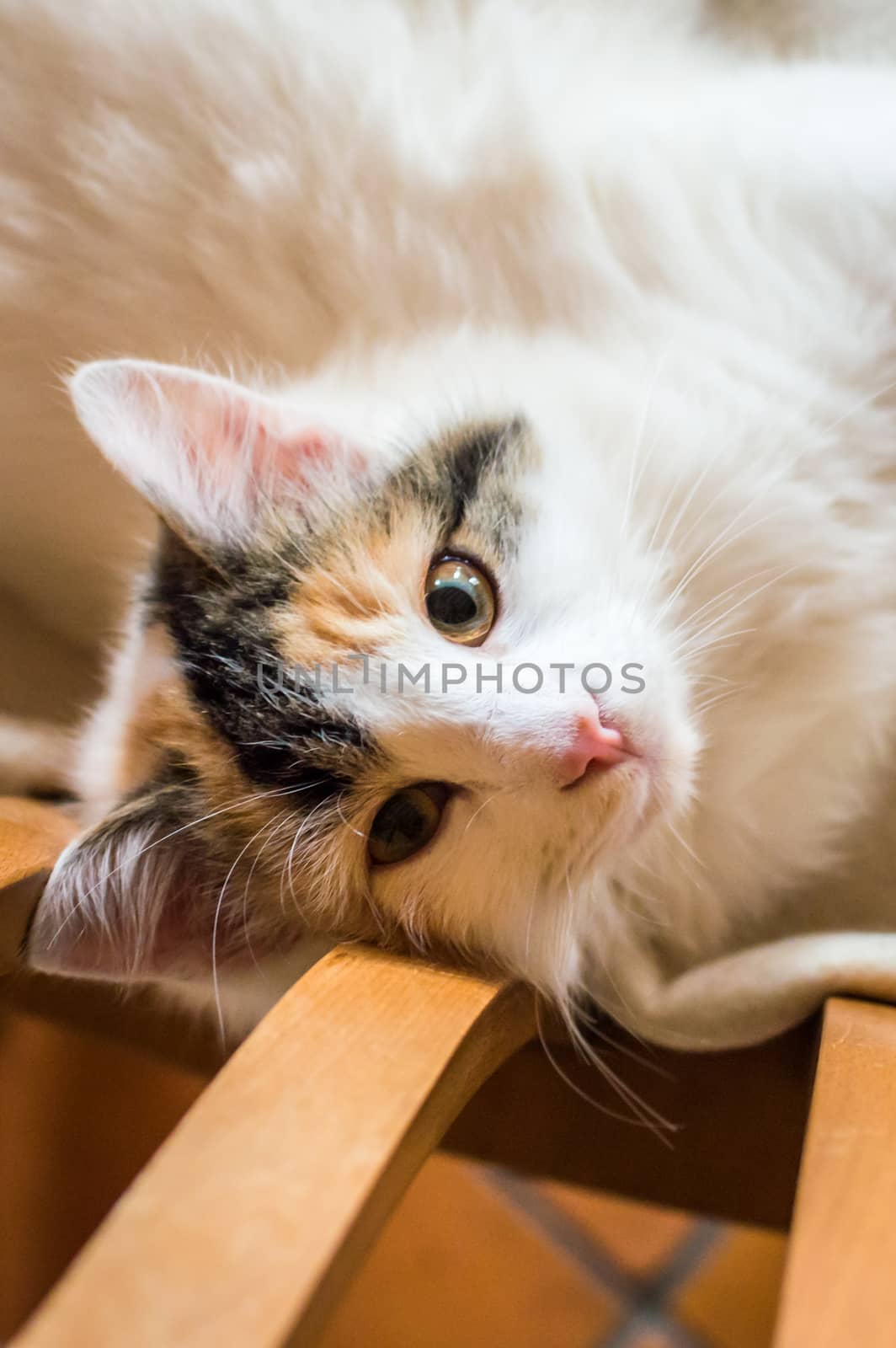 Close up white red cat lying on a wooden chair and looking at the camera