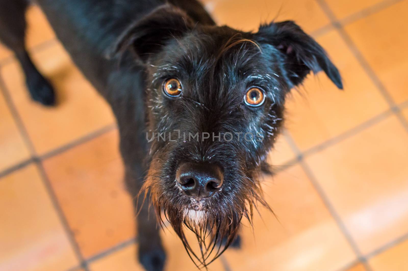 Closeup wet black dog in the kitchen looking at camera in France
