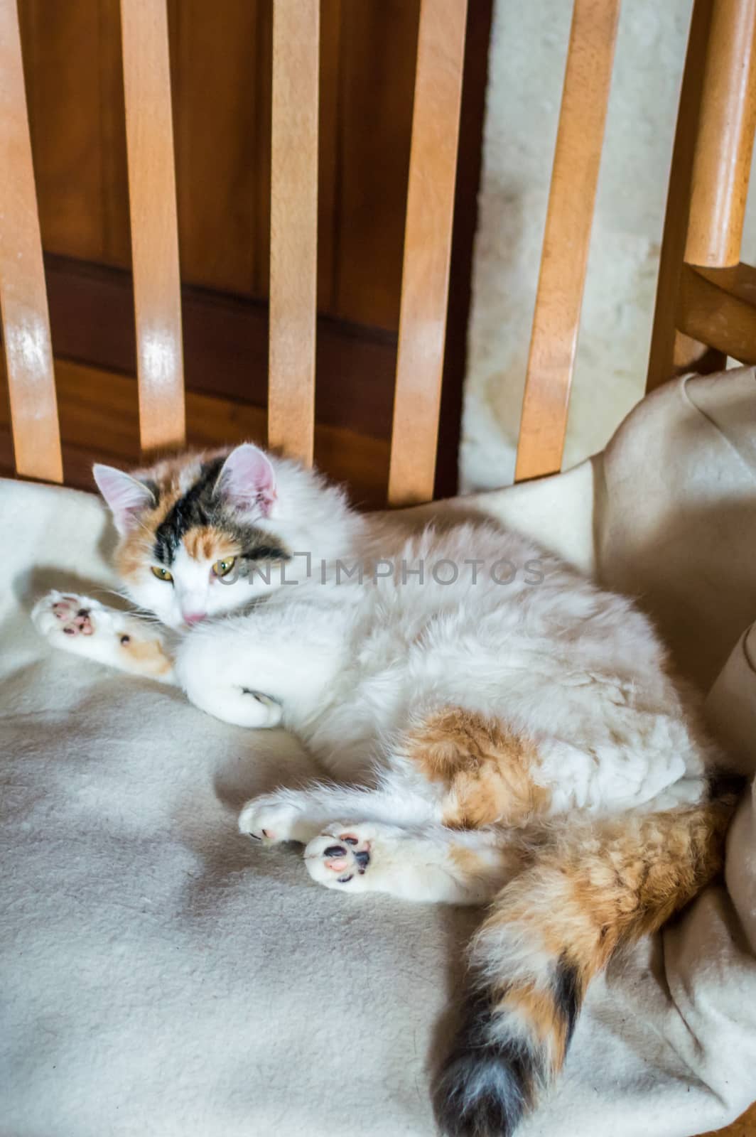 Close up white red cat lying on a wooden chair and looking at the camera