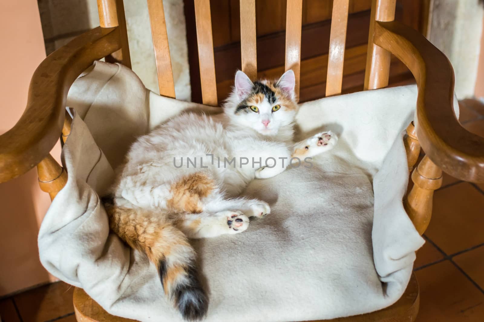 Close up white red cat lying on a wooden chair and looking at the camera