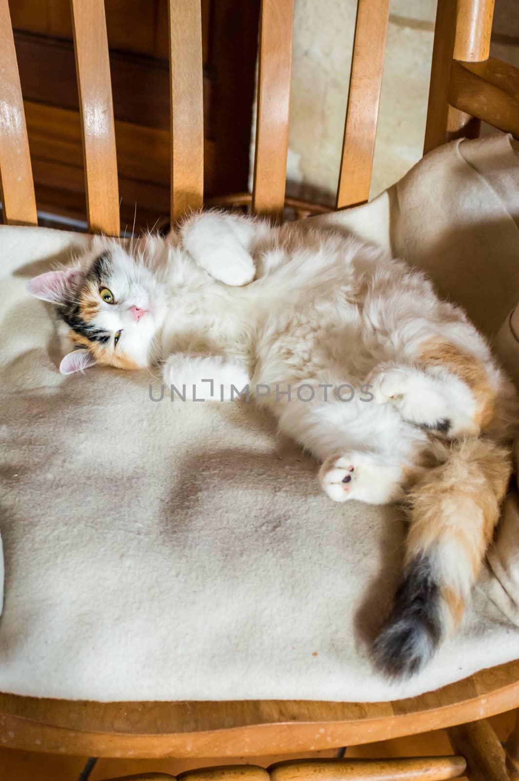 Close up white red cat lying on a wooden chair and looking at the camera