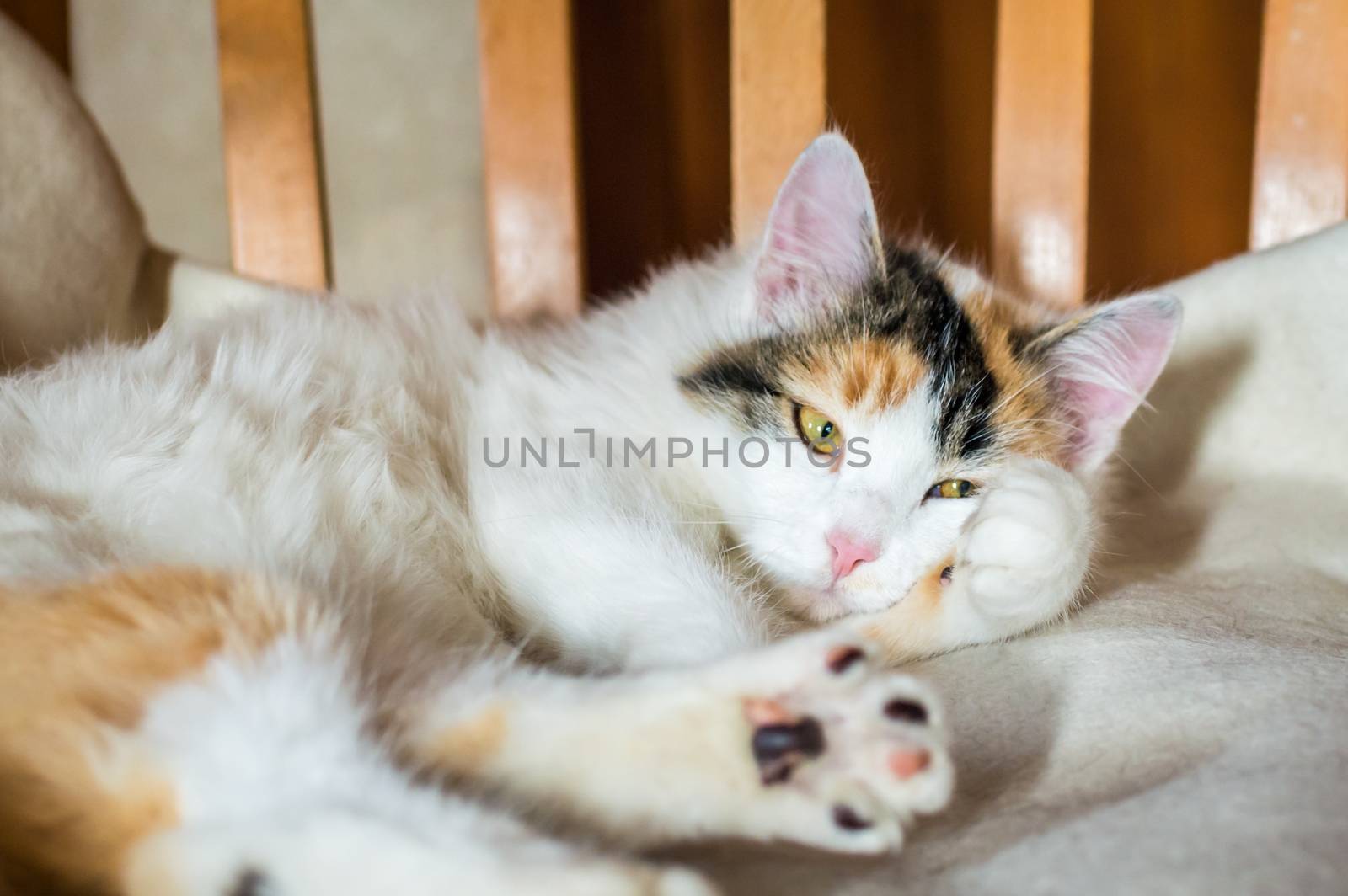 Close up white red cat lying on a wooden chair and looking at the camera