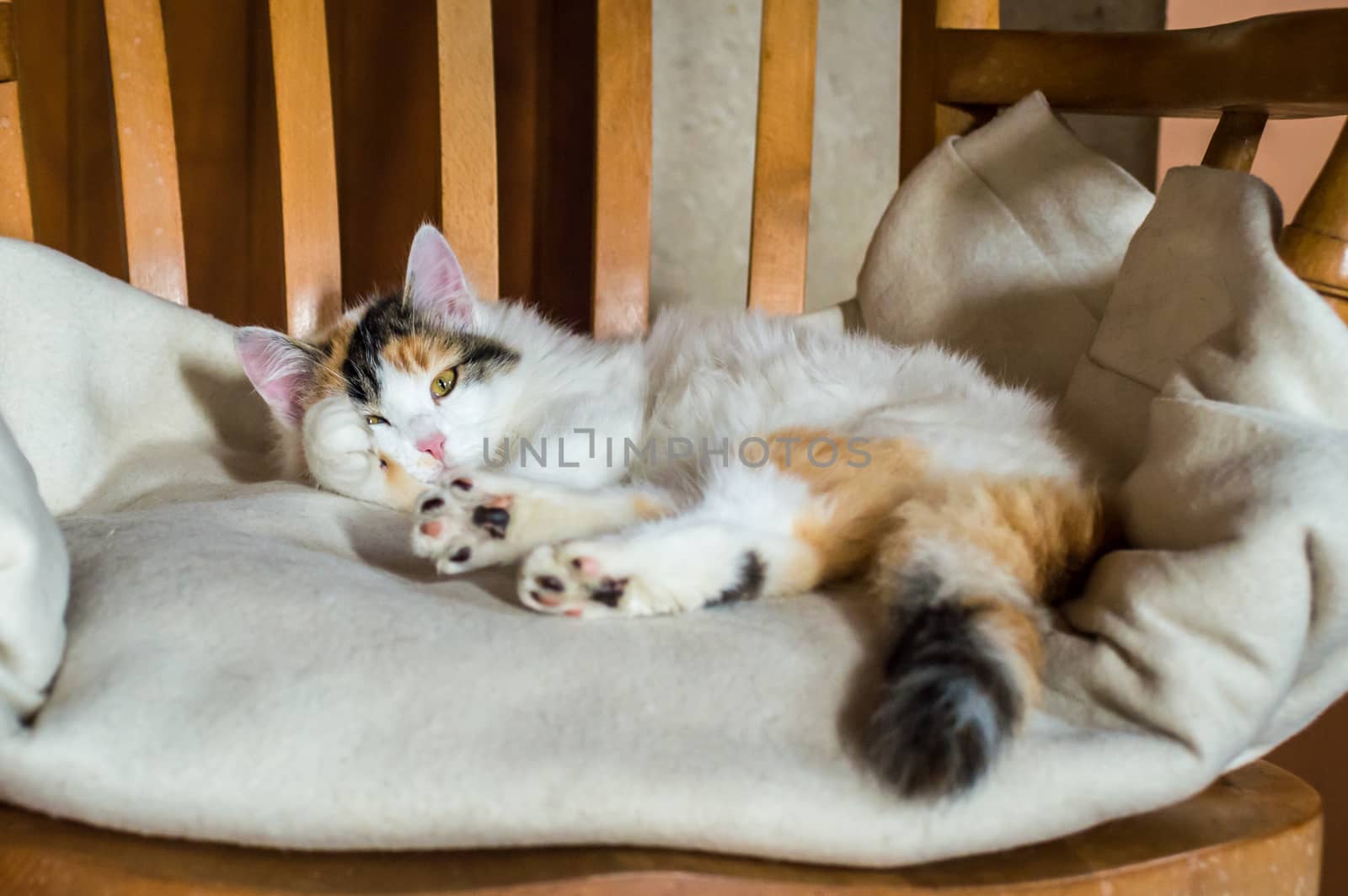 Close up white red cat lying on a wooden chair and looking at the camera