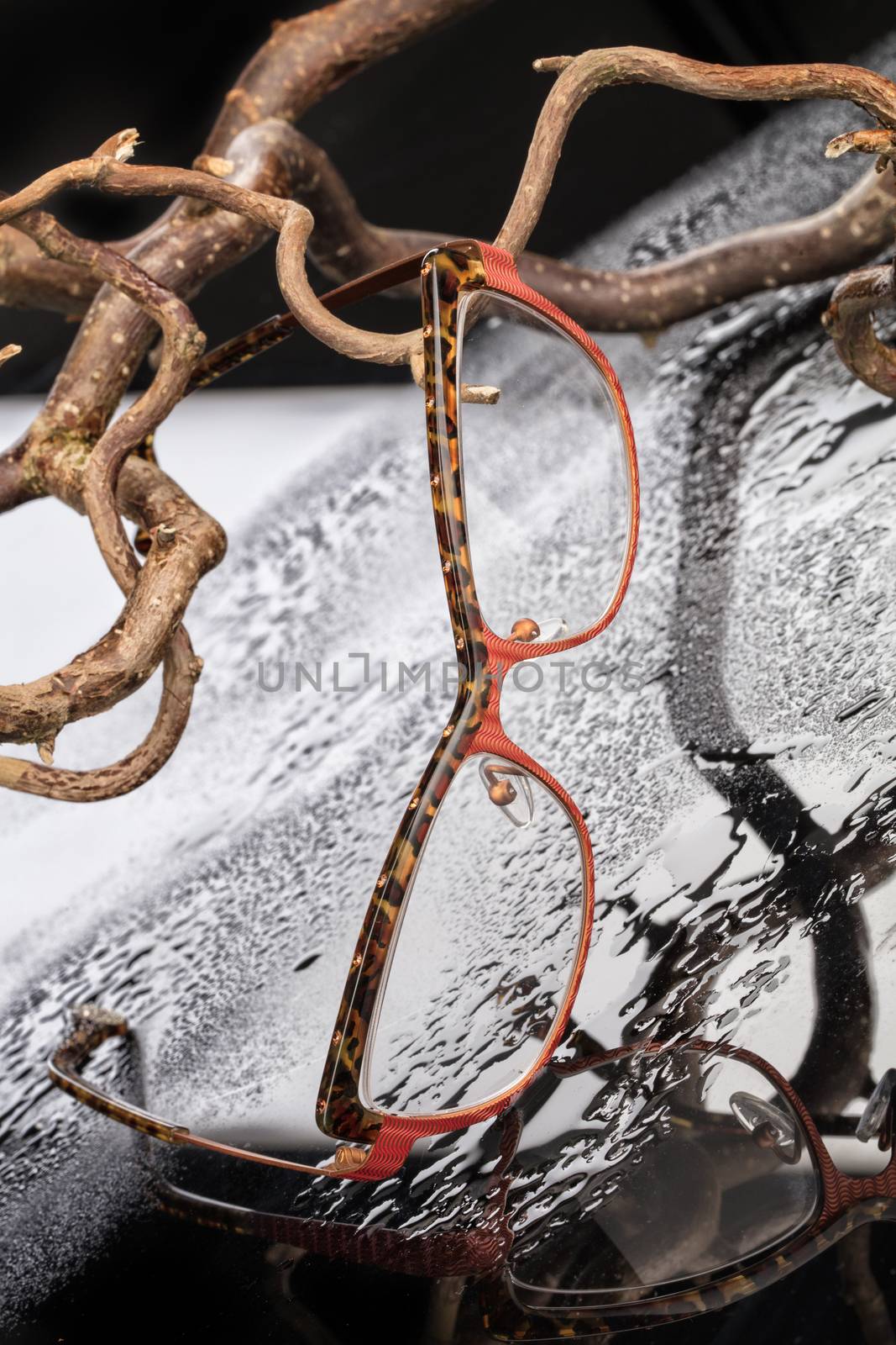 Glasses and branches on a studio glass background