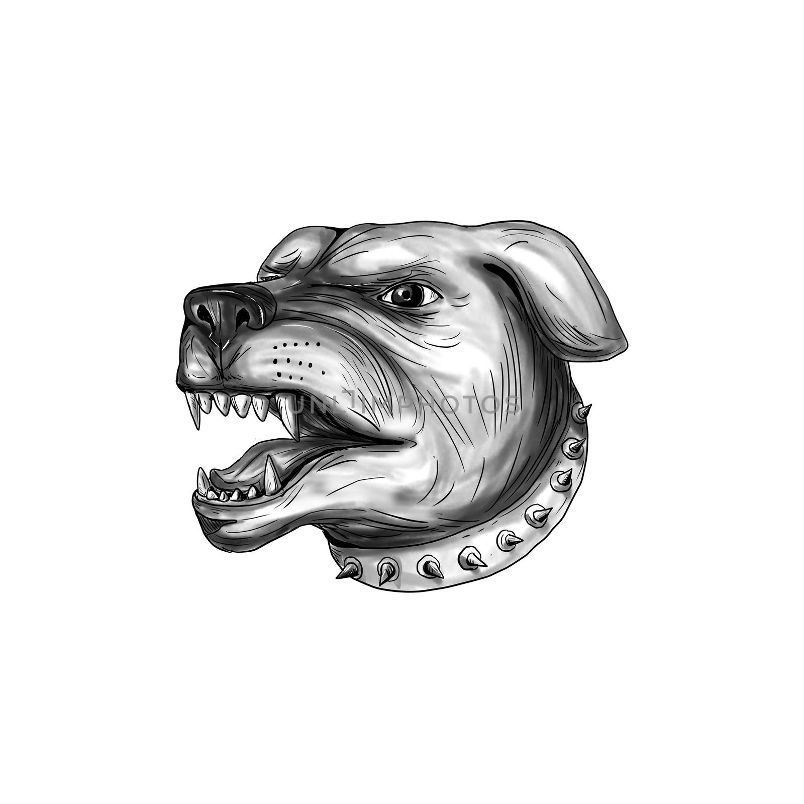 Rottweiler Dog Head Growling Tattoo by patrimonio