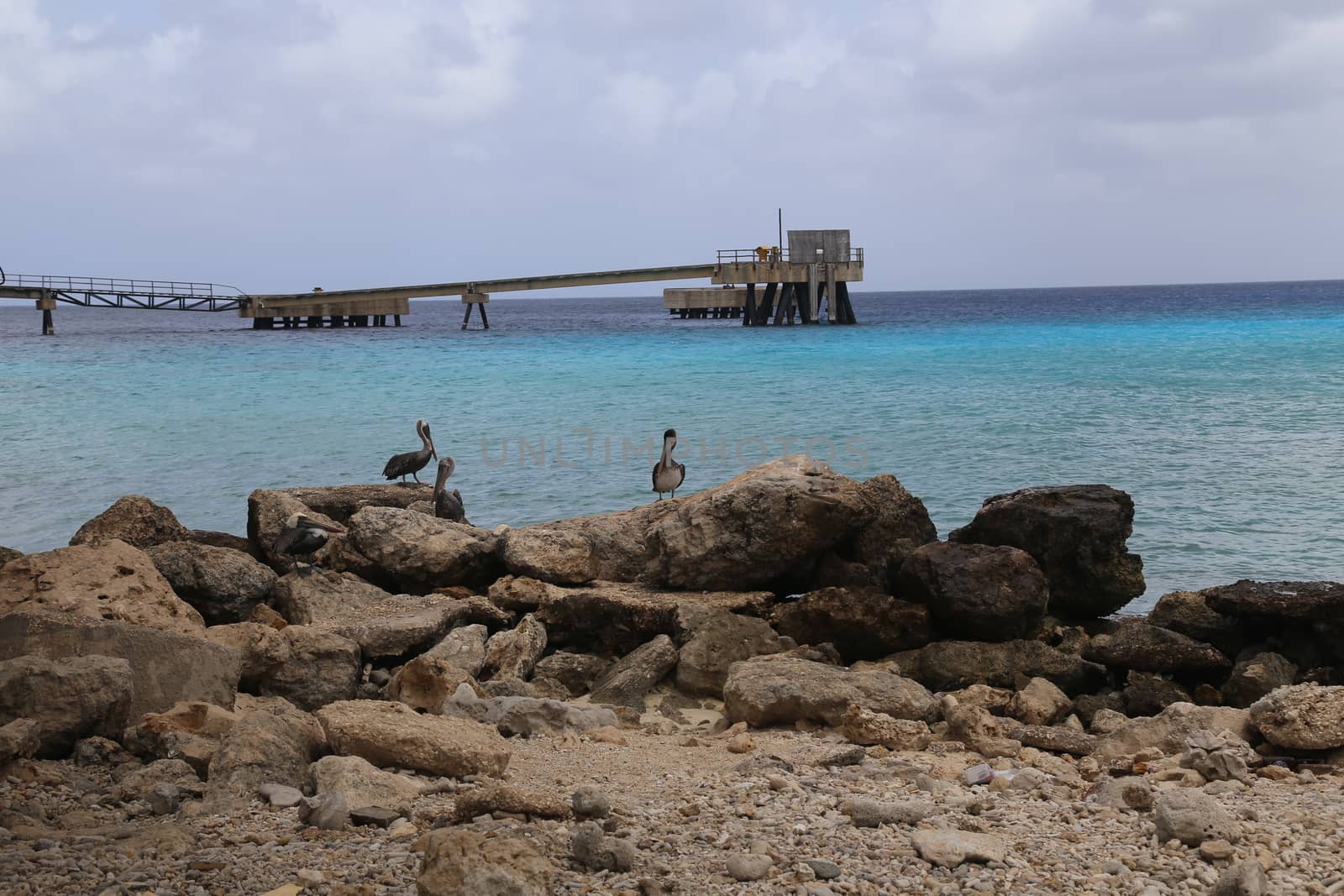 Pelican Pelecanidae bird caribbean sea coast