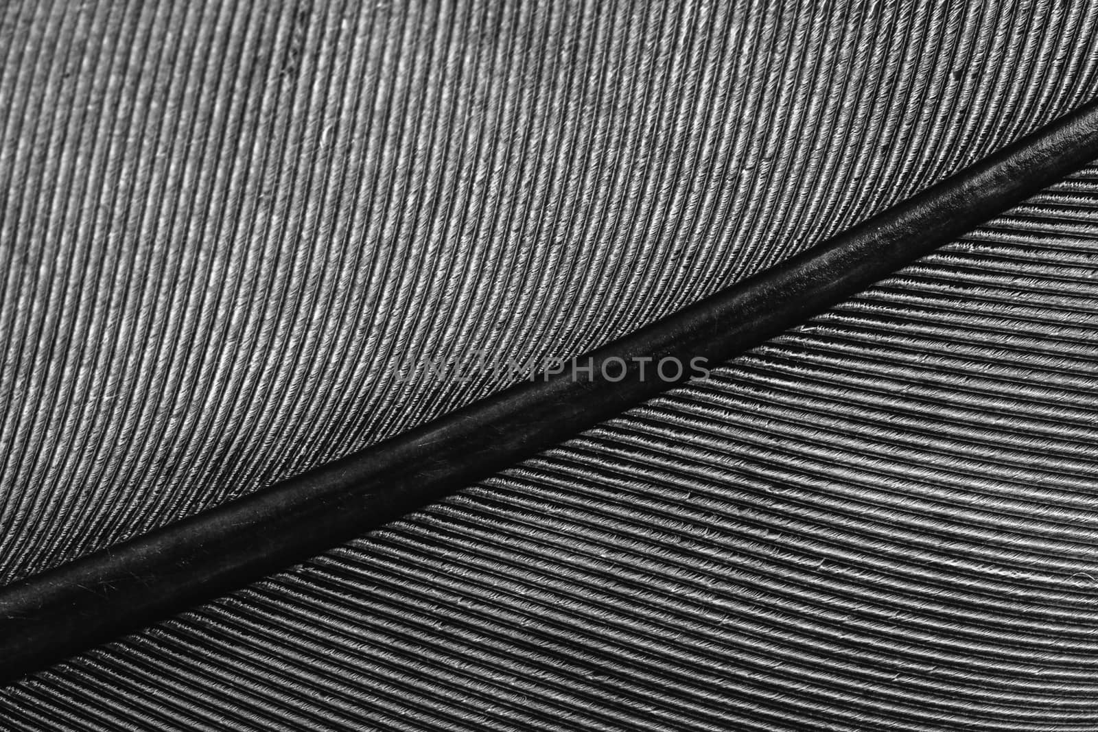macro of a pigeon feather, lines on the feather