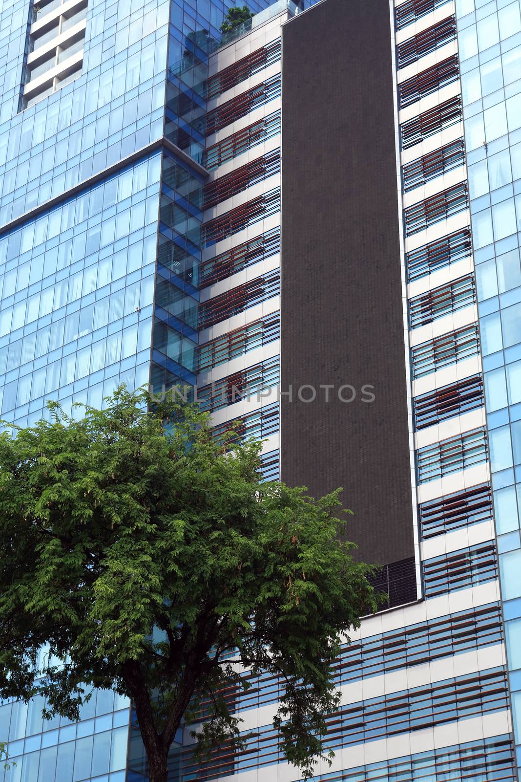 Closeup of modern skyscraper near palm against blue sky