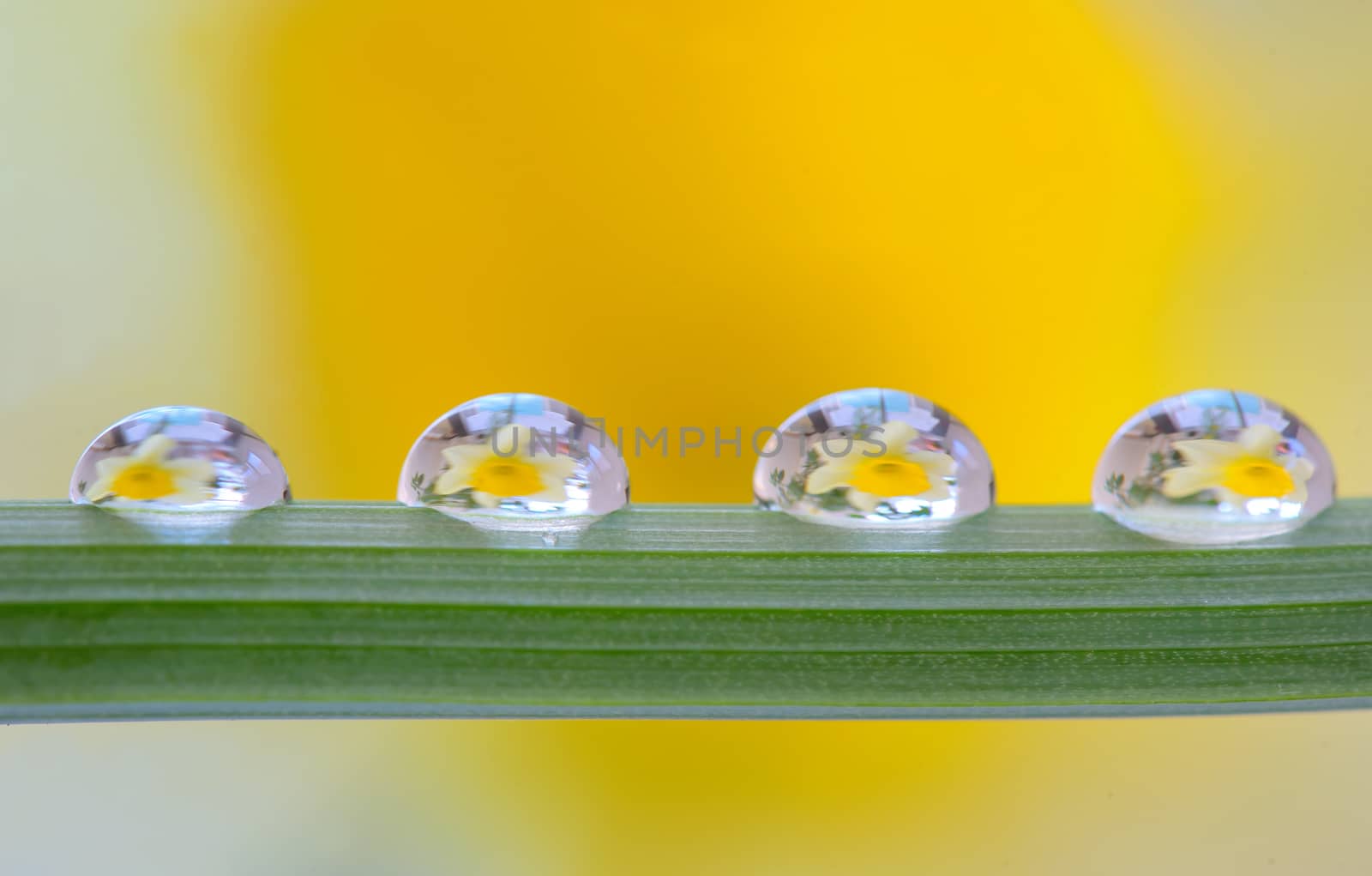 Yellow daffodils reflexion  by jordachelr