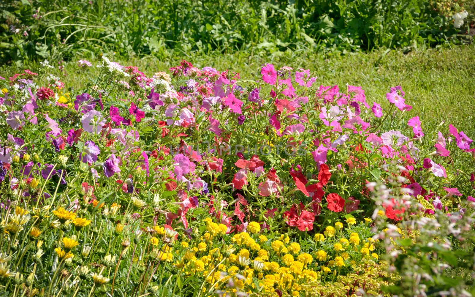 Tobacco flowers in summer garden