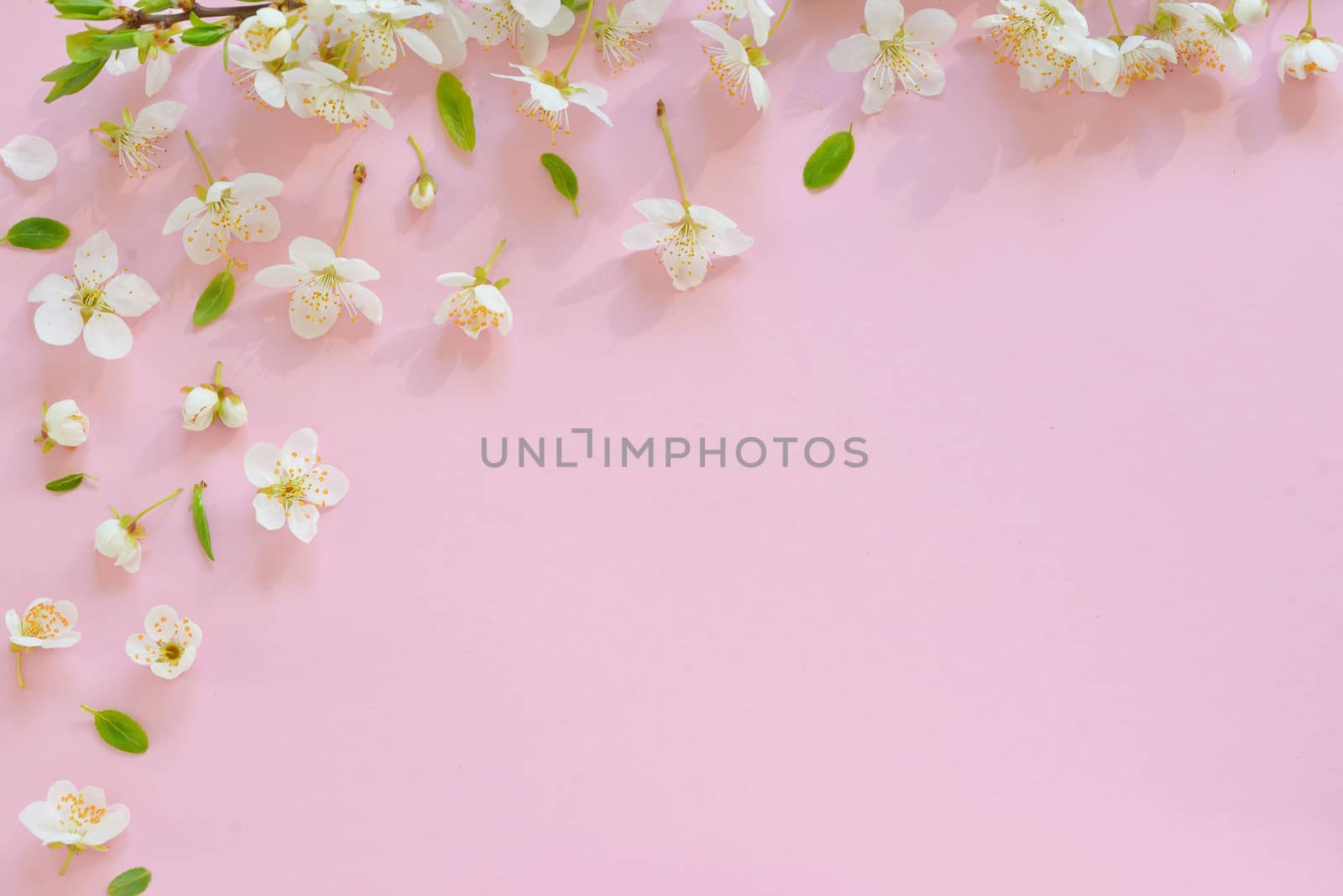 Cherry blossom on pink paper  background