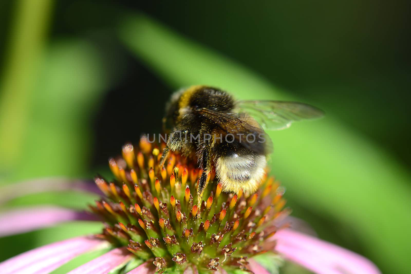 bumble bee flying to flower