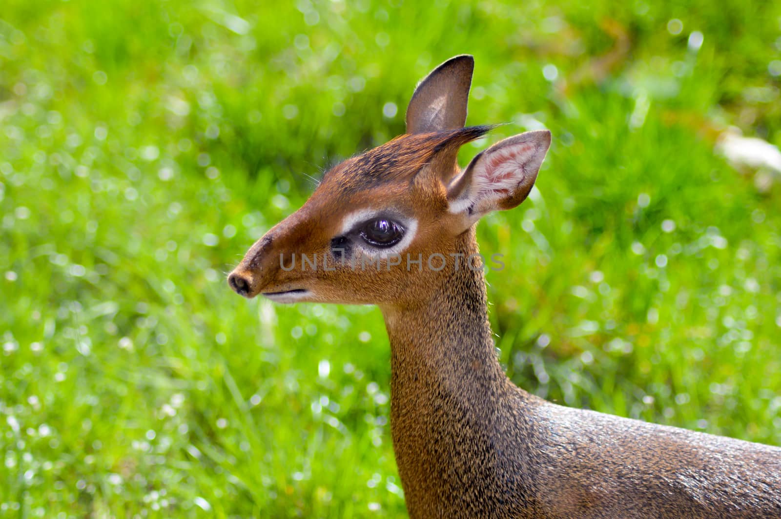 Head of a Dik-Dik on a green background  by Philou1000