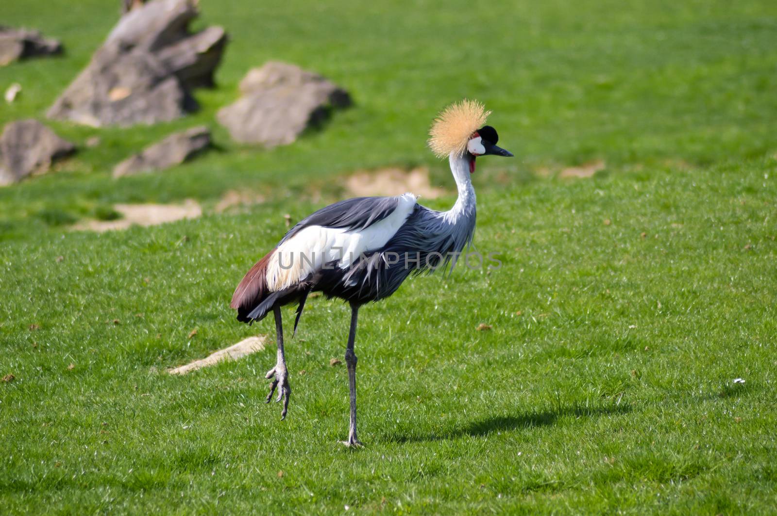 Crowned crane that walks in a green meadow in an animal park