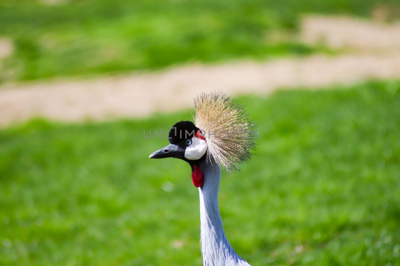 Crowned crane that walks in a green meadow in an animal park