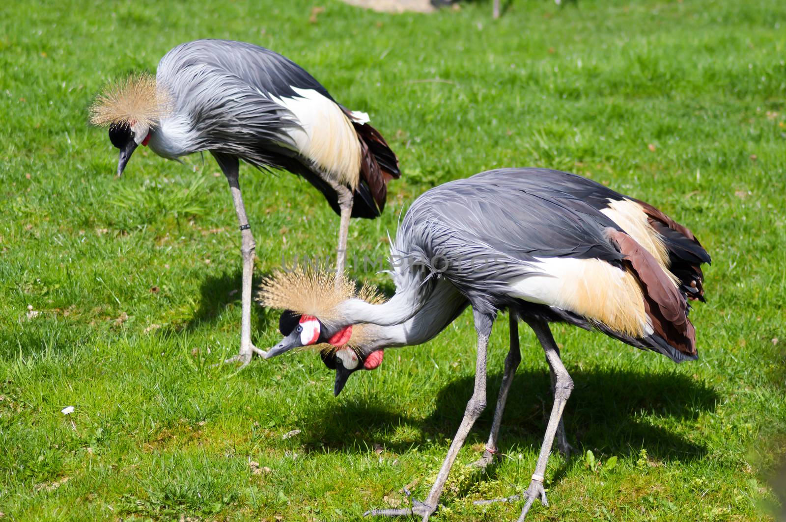 Crowned crane that walks in a green meadow in an animal park