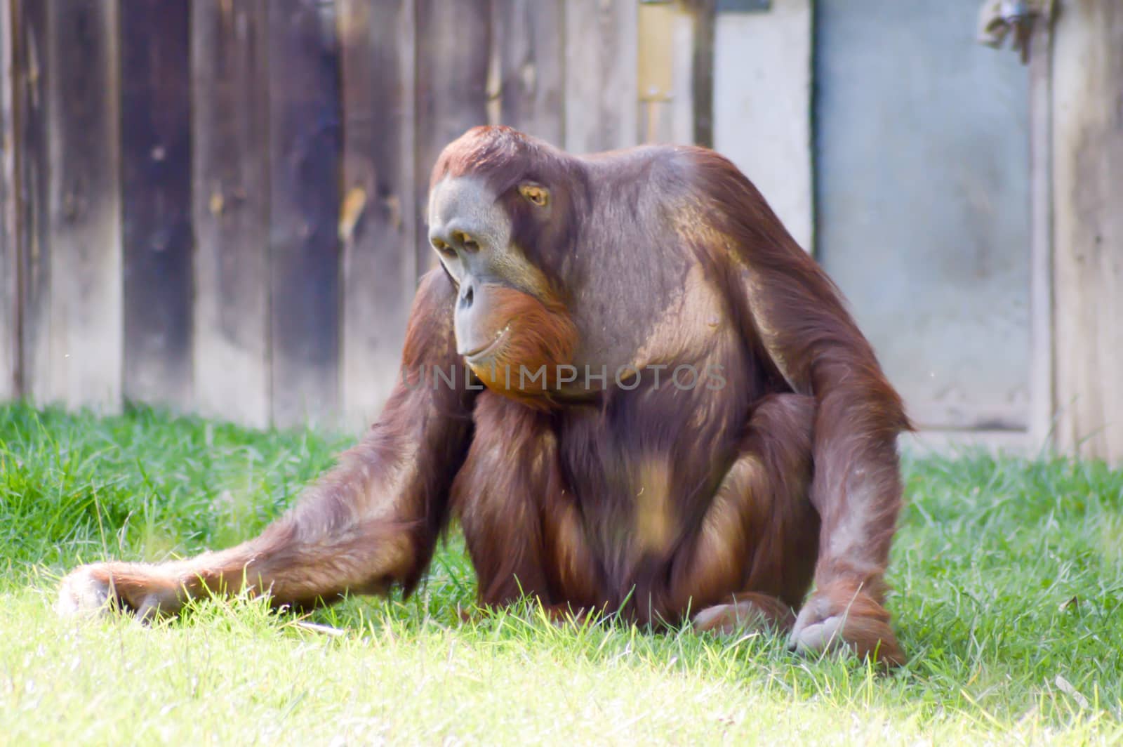 Monkey Orang-Outang walking in a green by Philou1000