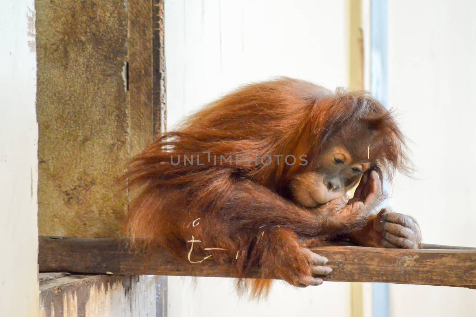 Young Monkey Orang-Outang on a branch in a wildlife park