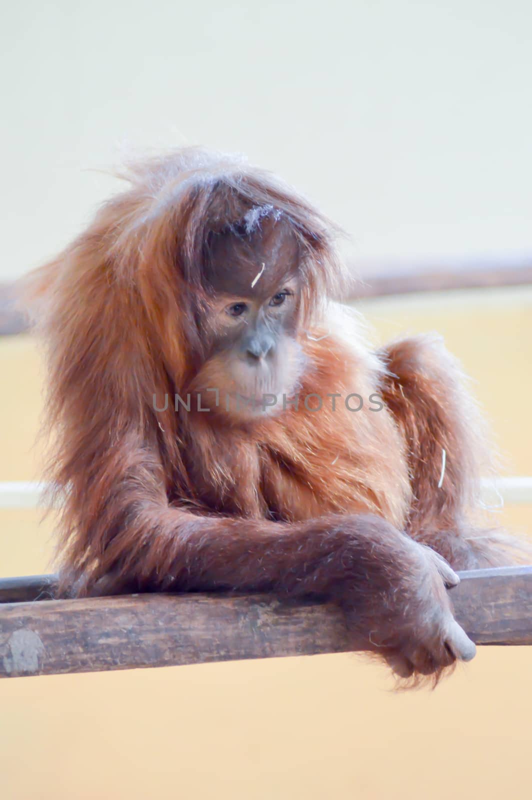 Young Monkey Orang-Outang on a branch in a wildlife park