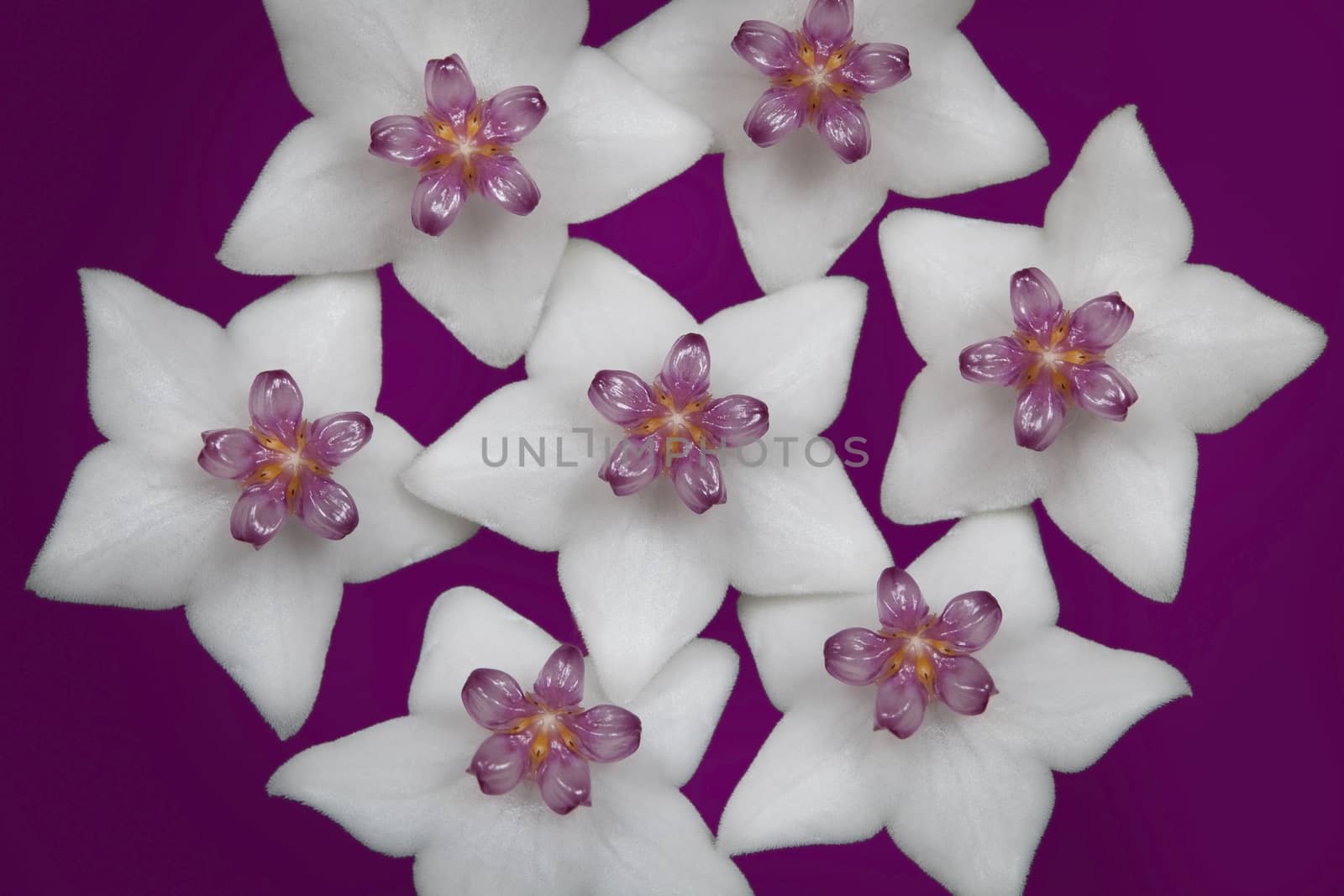 Bouquet of white flowers with a purple heart on a purple background.
