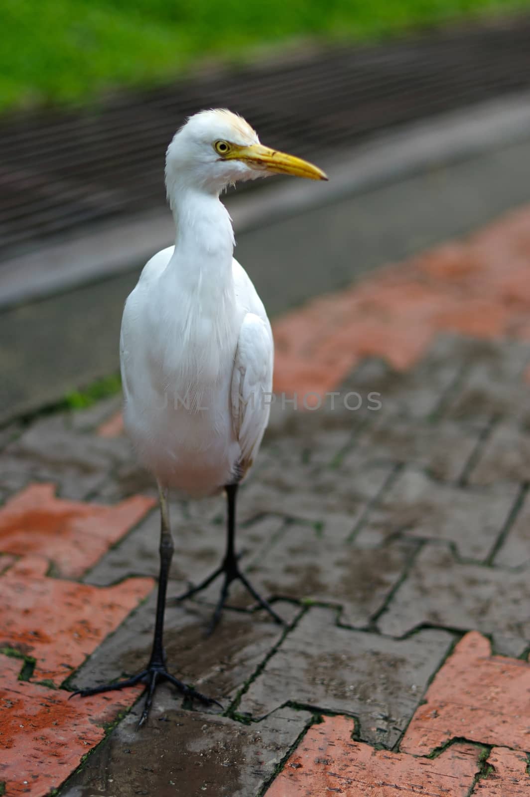 Cattle egret, ibis bubulcus wandering around at a park in Kuala Lumpur Birdpark, Malaysia by evolutionnow