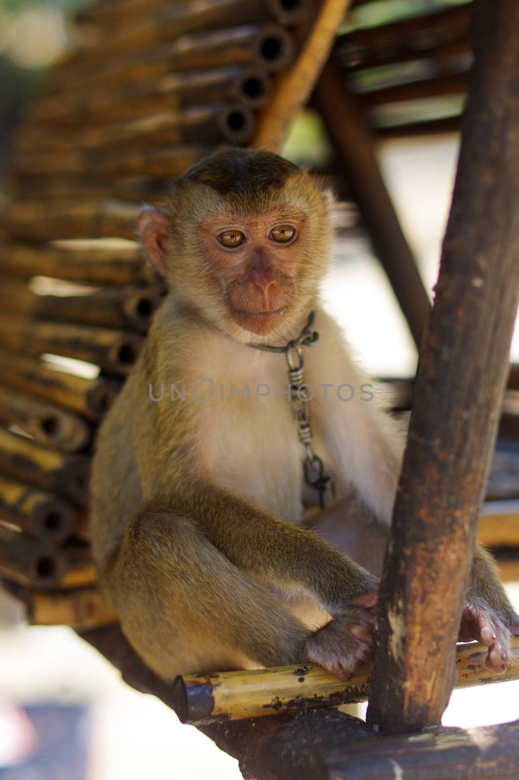 a young brown macaca monkey in Chains. Thailand